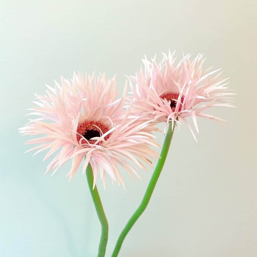 SPURさんのインスタグラム写真 - (SPURInstagram)「紙細工のような花びらが可愛いガーベラです。1本1本個性があって、愛嬌を感じます😊（編集U）   #SPURflower #ガーベラ #Gerbera #花と暮らす #flower #花 #SPUR #SPURflower #spurmagazine #花のある暮らし #花のある生活 #一輪挿し #切り花」7月28日 9時01分 - spurmagazine