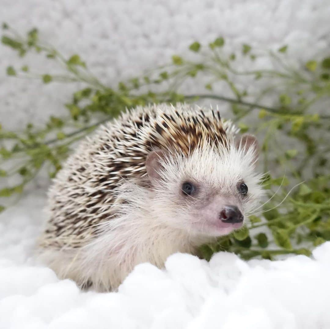 ラド&ティンクさんのインスタグラム写真 - (ラド&ティンクInstagram)「Natural hedgehog🦔  model ： Ocean  今年は梅雨が長いですね。 昨日午前中に太陽が覗いた時に撮った写真。  おーしゃんは優しい顔だなぁ❤️  明るめの写真が好きな飼い主は、暗いとピントが合わなくなるし、自然光が恋しくなっちゃう💦  記録的な大雨警戒のニュースが流れたりすると、 コロナで外出もできないのに、、、って思う。 東北と北陸にこれ以上被害が出ませんように🙏  #おーしゃん #はりねずみ #ハリネズミ #針鼠 #ヨツユビハリネズミ #ヘッジホッグ  #ペット #ふわもこ部 #モフモフ #hedgehog #pygmyhedgehog #lovelypet #cuteanimals #hedgehogfamily #hedgie #Hérisson #igel#riccio #Erizo #고슴도치 #刺猬 #pecotv」7月28日 9時21分 - rado_pompon