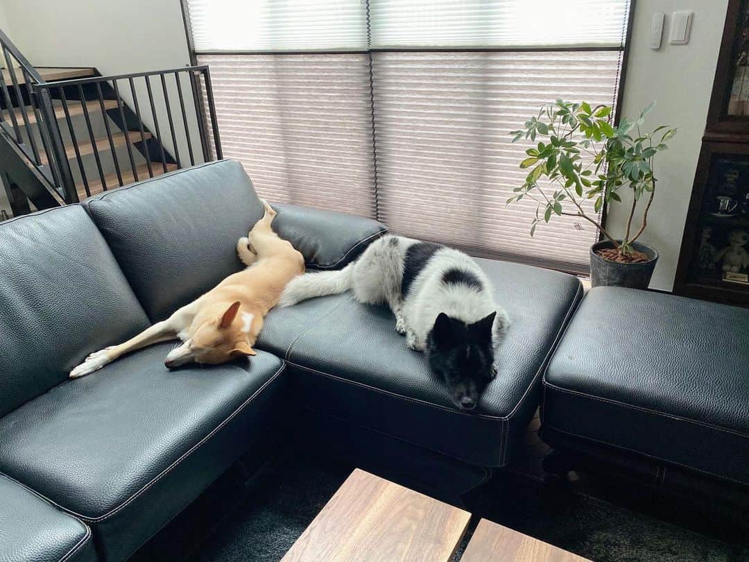 喜国雅彦＆国樹由香さんのインスタグラム写真 - (喜国雅彦＆国樹由香Instagram)「新居に完全に慣れた金柑。そして寝方に性格の違い出てる（笑（由）  #dogstagram #dog #mydog #myboy #mygirl #movinghome #newhouse #sofa #couch #iron #naturalwood #tokyo #japan #小さくまとまる金時 #柑奈ちゃんの足ときたら #大胆不敵な娘さん #雑種犬 #保護犬 #犬 #だいすき」7月28日 10時00分 - kunikikuni