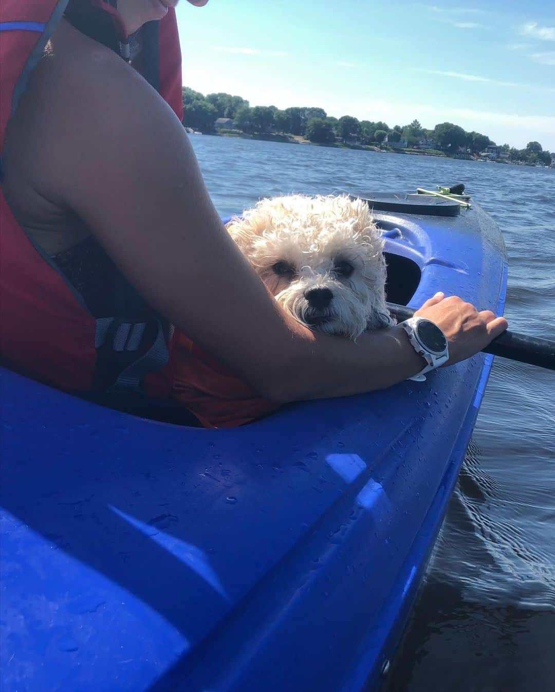 マリッサ・キャステリさんのインスタグラム写真 - (マリッサ・キャステリInstagram)「Mosby loves the water so much that his tail was wagging when he swam in! 🐶 . . . . . . *#kayaking #shichonsofinstagram #adventurepup #rhodeisland」7月28日 10時23分 - marissacastelli