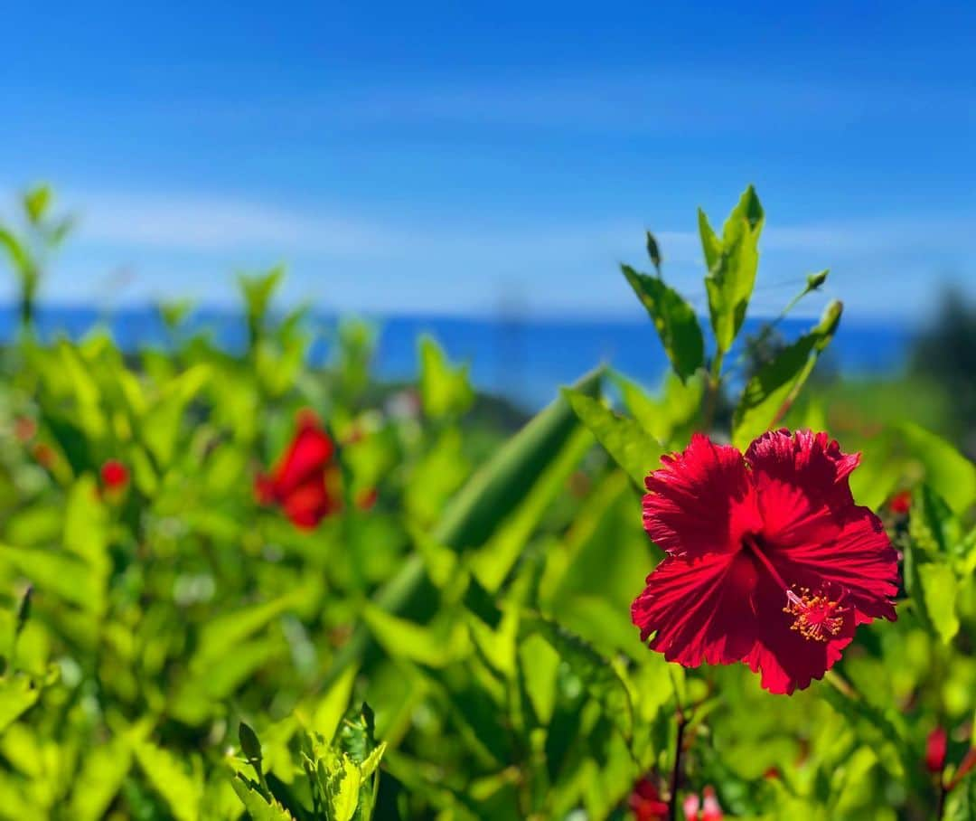 東里梨生さんのインスタグラム写真 - (東里梨生Instagram)「朝から嬉しいことが あった😆 ヘッヘッヘ。 それについてはまた近々。  今日は毎週火曜日 FMいしがき #サンサンラジオ にてお届けしている #やなわらばーが気ままにお届けする番組  放送です😊 是非聴いてください🙌 リスラジで全国どこでも聞けます🤩 🌺放送時間 13時半〜14時」7月28日 11時15分 - aizatorio_yanawaraba