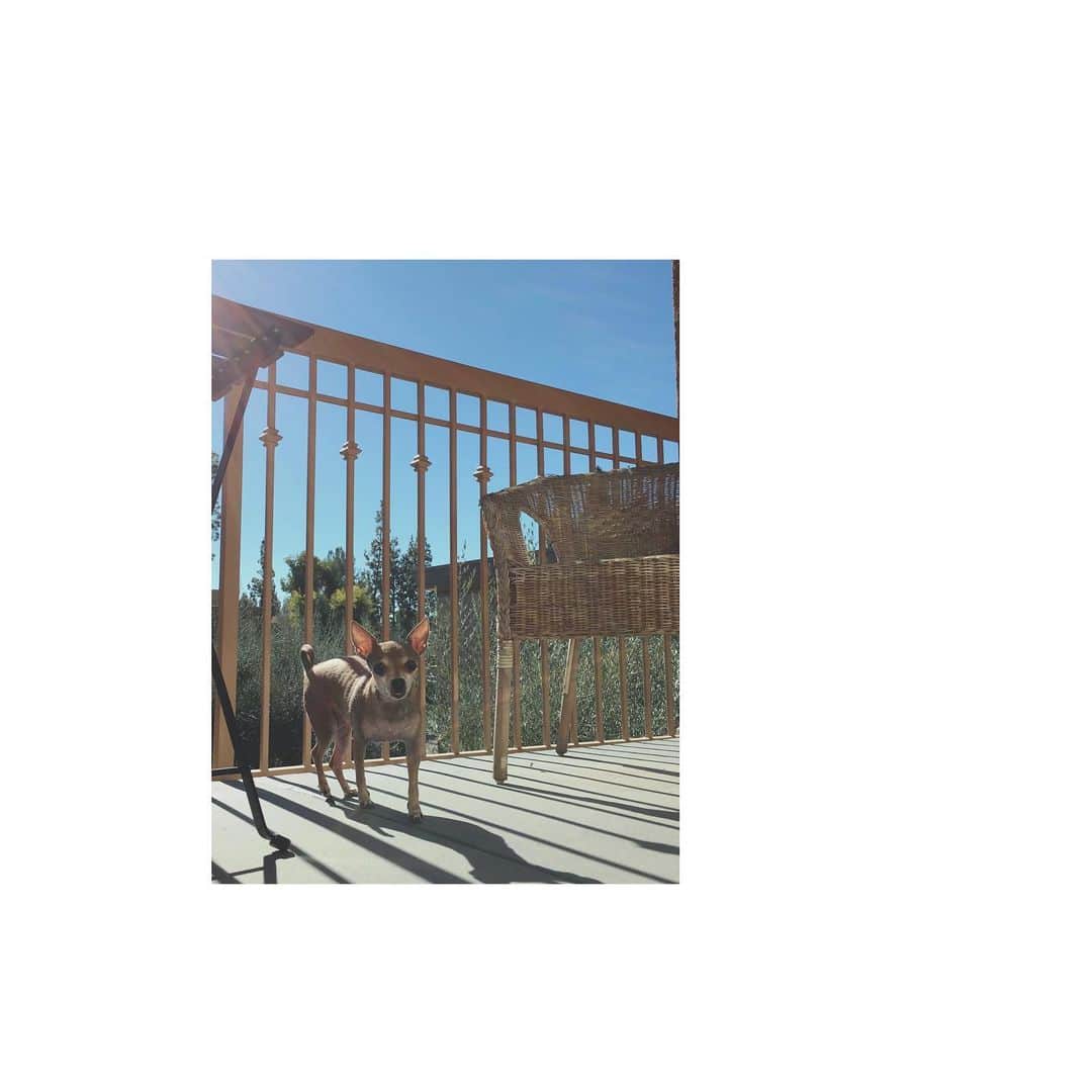 川和美輝さんのインスタグラム写真 - (川和美輝Instagram)「#Happy #chihuahua 💚💚💚😝  #morning #sunlight #lalife #チワワ」7月28日 11時22分 - mikikawawa