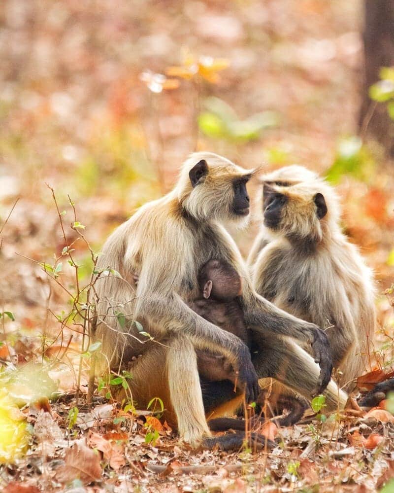 Canon Asiaのインスタグラム：「Family is family, and the love will always be a gift that lasts forever.  . Tag a family member in the comments and send some love below! . Tip for photographing wildlife: Shooting with a super telephoto lens allows you to capture a close-up of animals without intruding their space! . 📷  Image by anddya93 shot using the Canon EOS 700D  f/6.3  ISO 4000  1/1250  600mm . Have a heartwarming photo to share? Tag them with #canonasia or submit them on My Canon Story, link in bio! . #canonasia #photography #explore #wildlife #monkey #animals #inspiration #tadoba」