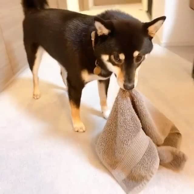 PECO いぬ部のインスタグラム