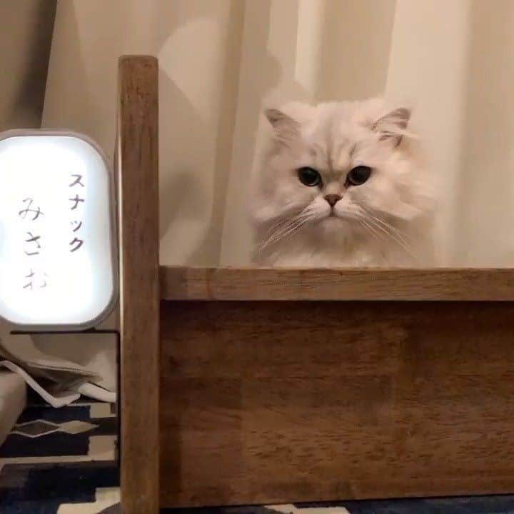 PECOねこ部のインスタグラム
