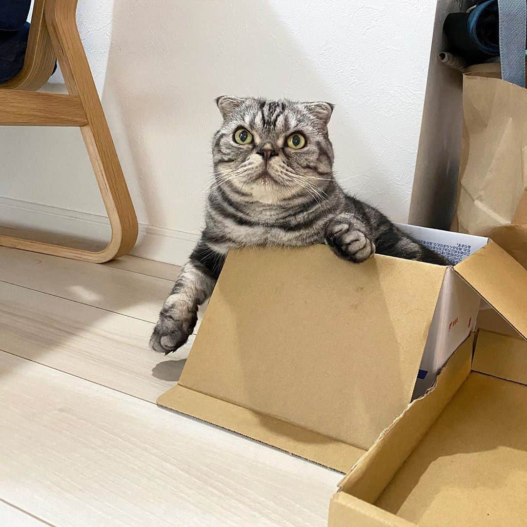 Shishi-maruのインスタグラム：「🐱new ecohouse.﻿ 🐱新しい家﻿ ーーーーーーーーーーーー﻿ 🌺「渋ネコ ししまるさん」ねこのきもちWEB MAGAZINE にて毎週金曜日エッセイの連載中﻿ ーーーーーーーーーーー﻿ 📕「ぷっちねこ。」「3匹のちいさな猫を召喚できたなら」「ちいさな猫を召喚できたなら」徳間書店より単行本発売中﻿ ーーーーーーーーーーー﻿ ⭐︎ねこ漫画→@tacos_cat﻿ 🌺Twitter →@taco_emonemon﻿ ーーーーーーーーーーー」