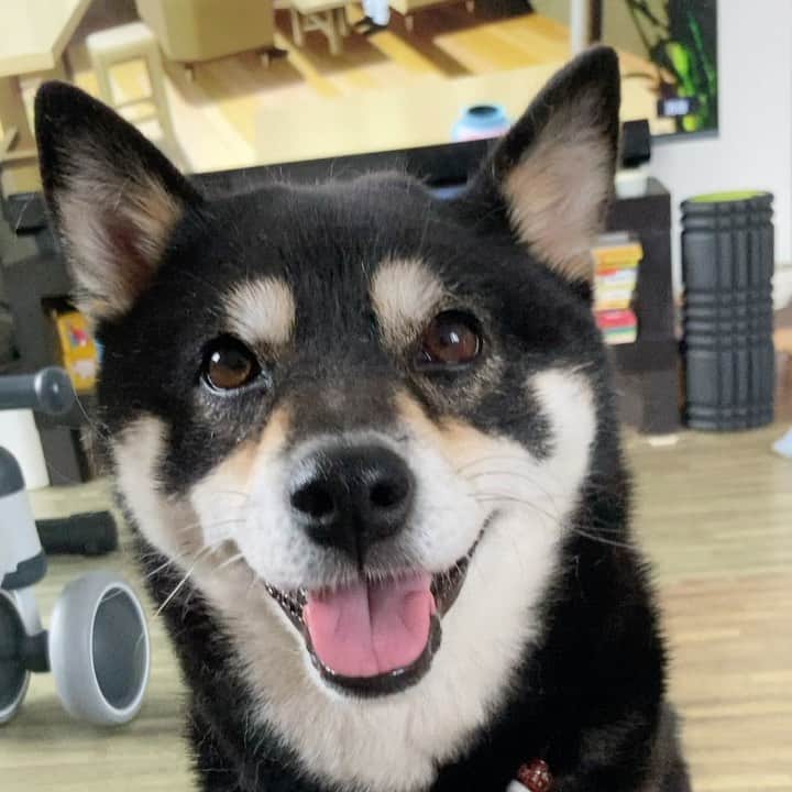 vo_coのインスタグラム：「🐶 ただひたすらにかわいい犬の動画が撮れたのでおいておきますね！ * #shibastagram #instashiba #shiba #shibainu #黒柴 #柴犬」