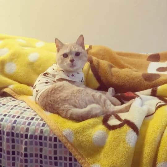 ruiruiのインスタグラム：「福ちゃんは元気です（2020/07/28） . . 横になると必ずと言っていいほどピッタリとくっついて来る福ちゃん。可愛くてたまらんのです😘（妹撮影の動画です） 明日は３回目の抗がん剤治療の日です。 . . いつもたくさんのコメントをありがとうございます🙏🏻 . . Fuku-chan has been treated with anti-cancer drugs after radiation therapy. Wearing clothes to protect the treated area. . . #抗がん剤治療 #皮膚型リンパ腫 #リメイク #手作り術後服 #福ちゃんは耳が聞こえない #福ちゃんは人間大好き #右目失明 #元野良猫 #保護猫 #猫 #にゃんこ #にゃんすたぐらむ #ねこ #茶トラ #ねこ部 #ふわもこ部 #ペコねこ部 #pecocat #mofmo #deafcat #cute #cat #cats #catlover #catstagram #instacat #Instagramcats #ilovemycat  #catsofinstagram #catstagram_japan_2」