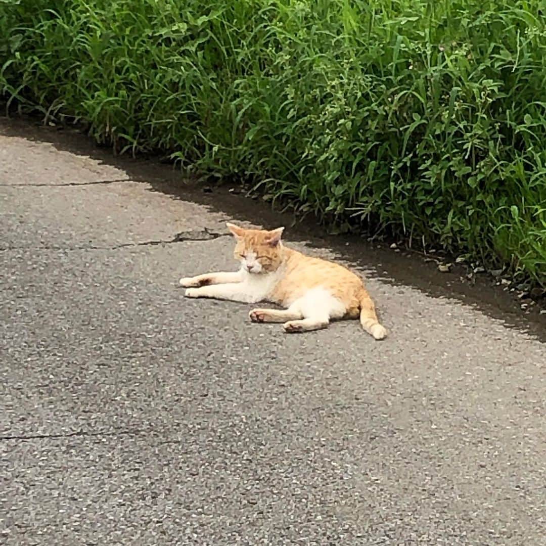 雨月衣さんのインスタグラム写真 - (雨月衣Instagram)「道端にネコ。 アスファルト 暑くないですか？」7月28日 22時07分 - ugetsukoromo