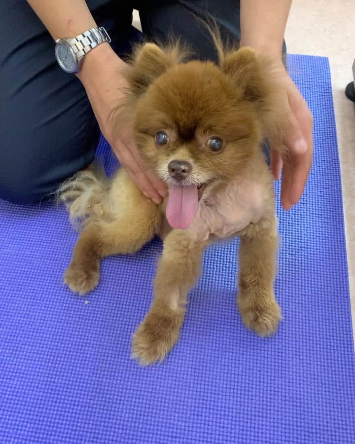 Codyのインスタグラム：「((日本語->English))  今日のクマちゃん:  歩けてます‼️ 👏🏾👏🏾👏🏾👏🏾👏🏾👏🏾👏🏾 🎉🎉🎉🎉🎉🎉🎉  まだまだこれからもリハビリは大変ですが、先生もちょっとびっくりしていたぐらい順調です！  麻痺になってた期間が長かったので筋肉が落ちて、足が結構弱いですが、今日はサポート無しで自分で立ちがって2歩歩きました！  クマちゃん🧸！頑張れーーーー  このまま頑張ってくれたら今週中退院出来るかも！  Today’s Kuma Update:  HE’S WALKING‼️‼️ 👏🏾👏🏾👏🏾👏🏾👏🏾👏🏾 🎉🎉🎉🎉🎉🎉  He still has to gain back a lot of the muscle he lost while he was unable to move his back legs but he’s doing very well. He doesn’t need much support, but he tires pretty quickly. The good news is that he’s easily motivated with treats. Lol  He’s doing so well in fact that the vets want to monitor his pain for a few more days and if everything looks good he may be able to come home as early as this sometime later this week!  The vet said that if we do his rehabilitation properly he may have a full recovery within a year!」