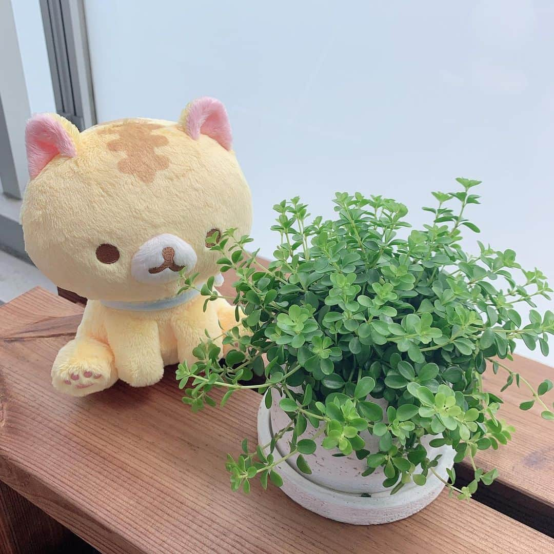 川奈栞さんのインスタグラム写真 - (川奈栞Instagram)「ペペロミア🌿🐱です。バスルームの洗面所に普段置いてあって晴れの日はベランダへ出しています🌿たまにお水あげるだけでいきいきしてます☺️ ⠀ ⠀ #plushie #plushies #plushiesofinstagram #toytravel #corocorocoronya #plushiecommunity #ころころコロニャ #ころころコロニャ応援団 #코로코로코로냐 #にゃんすたぐらむ #ぬい撮り #ぬい撮り部 #ぬい撮り写真部 #ぬい撮りさんと繋がりたい #のんびり生活 #ぬいぐるまー #卷卷面包猫」7月28日 14時35分 - nyankee_coronya