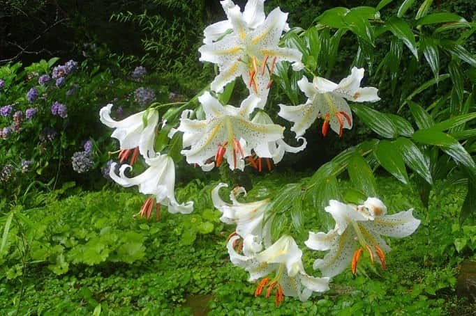 Soka Universityさんのインスタグラム写真 - (Soka UniversityInstagram)「Campus Seasonal Photos July③ 丹木の歳時記　文月③ ⑴ Golden-rayed lily❶・山百合(ヤマユリ ⑵ 山百合❷ ⑶ Hibiscus・槿(ムクゲ) ⑷ Indian lilac・百日紅(サルスベリ) ⑸ Day lily・野萱草(ノカンゾウ) ⑹ Tawny day lily・藪萱草(ヤブカンゾウ) ⑺ Big blue lily turf・藪蘭(ヤブラン) ⑻ Japanese clethra・令法(リョウブ) ⑼ Hydrangea・紫陽花(アジサイ) ⑽ Lacecap hydrangea・額紫陽花(ガクアジサイ) #discoversoka #sodaigram #sokauniversity #hachioji #tokyo #campuslife #universitycampus #naturecampus #environmentallyfriendly #studentenvironment #july2020 #summertimes #創価大学 #八王子 #学生 #キャンパス #環境 #文月 #7月 #夏日 #自然豊か」7月28日 14時59分 - sokauniversity