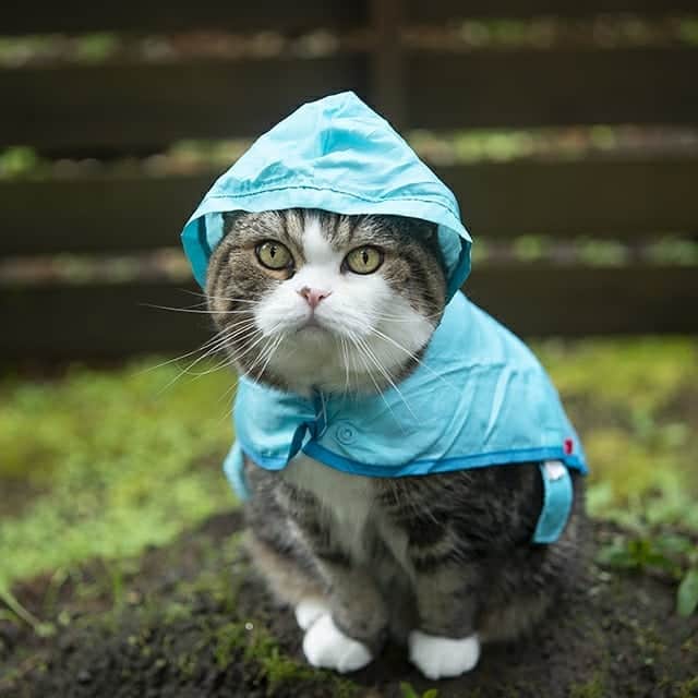 まる & はなさんのインスタグラム写真 - (まる & はなInstagram)「よく降りますね。 A lot of rain this year!」7月28日 15時00分 - maruhanamogu