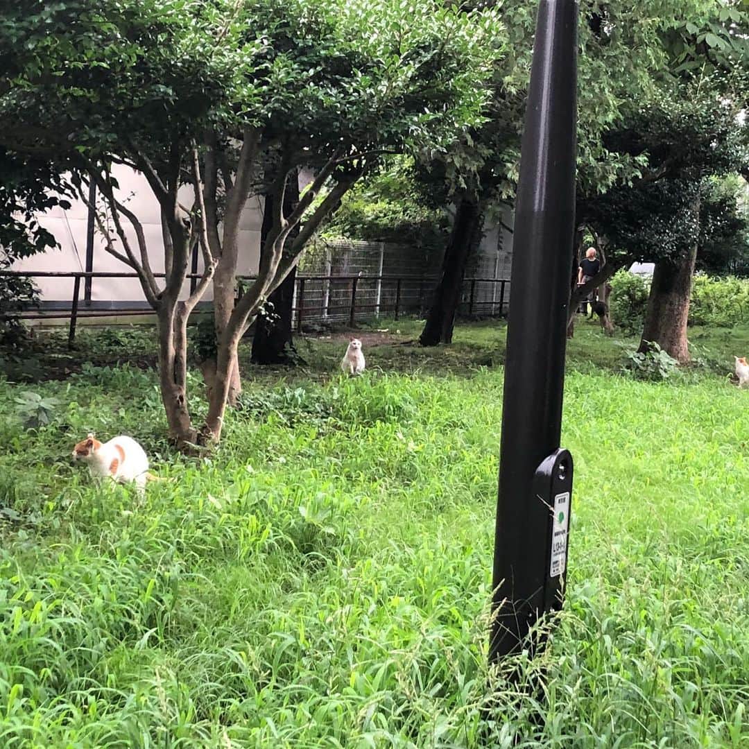 関取花さんのインスタグラム写真 - (関取花Instagram)「猫、ソーシャルディスタンス保ってて偉い🐈」7月28日 15時27分 - dosukoi87