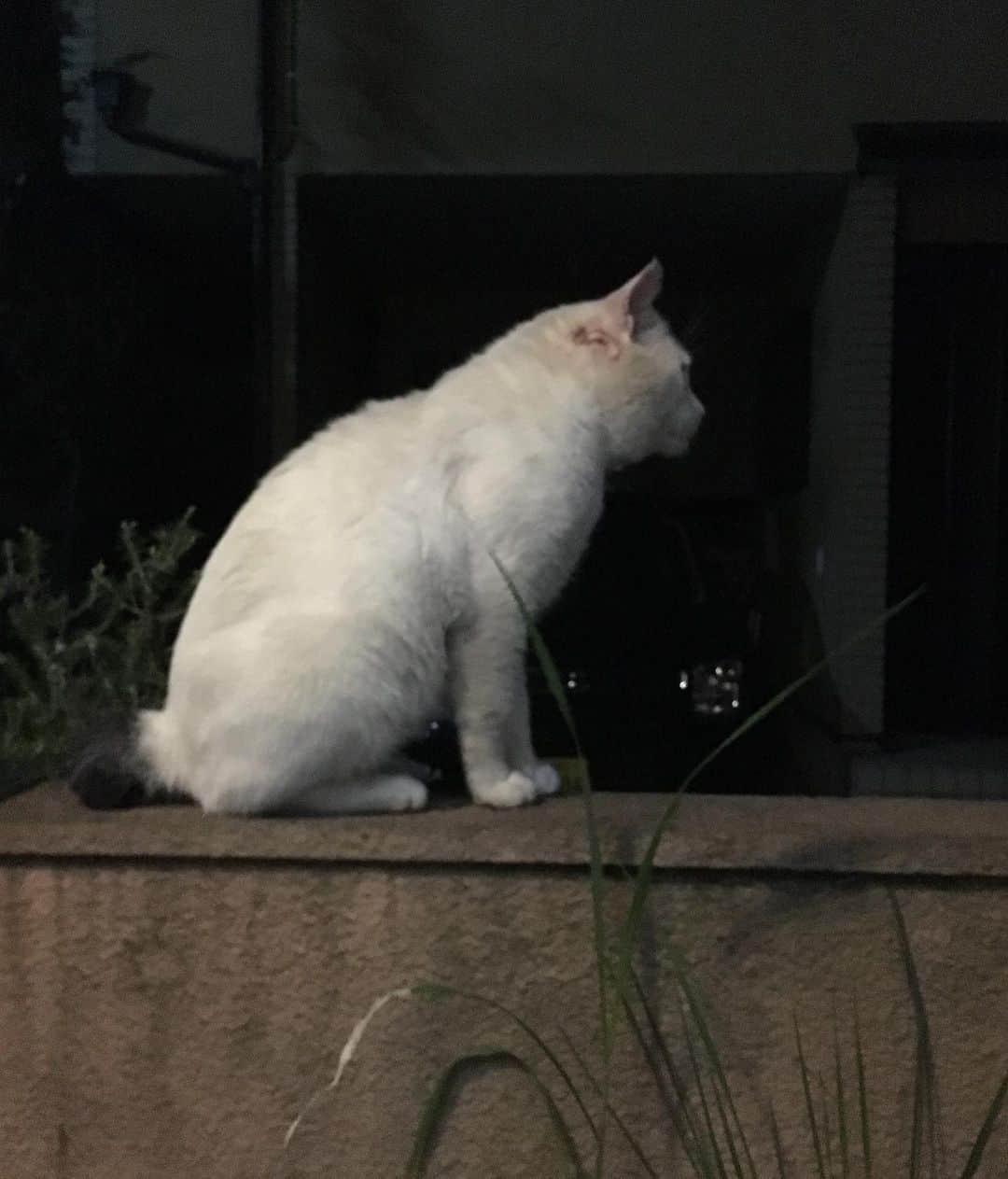 Kachimo Yoshimatsuさんのインスタグラム写真 - (Kachimo YoshimatsuInstagram)「一年前のナナクロ。 Nanakuro a year ago. この日も夜ごはん食べに来て、ちゅーる食べて、闇に消えて行きました。  一年前の写真がアップされない日は、家に来てない日です。  #うちの猫ら #nanakuro #ナナクロ #猫 #ねこ #cat #ネコ #catstagram #ネコ部 http://kachimo.exblog.jp」7月28日 15時56分 - kachimo