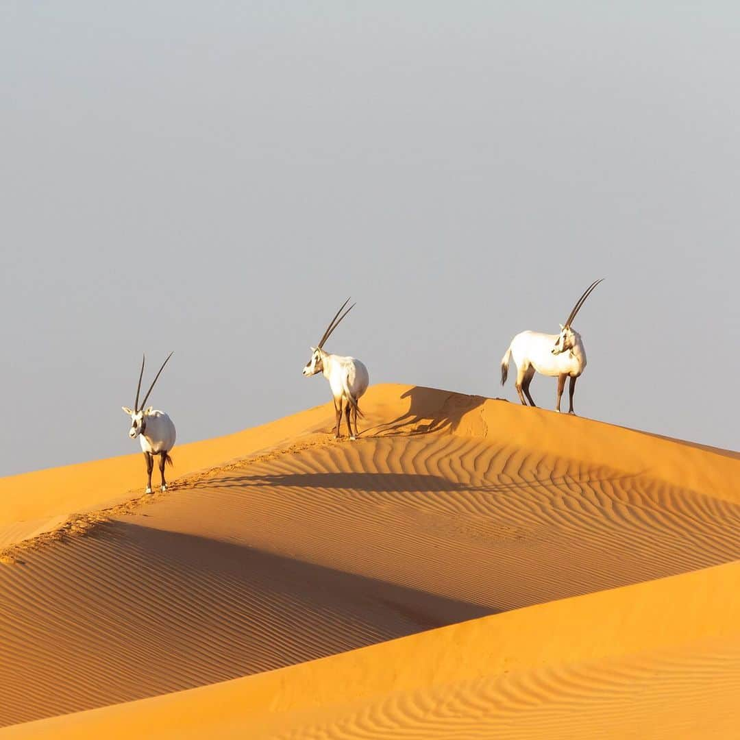 エミレーツ航空さんのインスタグラム写真 - (エミレーツ航空Instagram)「We are celebrating World Nature Conservation Day today by marking 20 years of partnership with the Dubai Desert Conservation Reserve (DDCR) and the release of DDCR’s first annual report.  The Reserve covers an area of 225 square kilometres and makes up 5% of the Emirate of Dubai. A small area of the Reserve is allotted to tourism activity under careful controls and monitoring, and in the past year, it has attracted over 238,000 visitors.  Under the supervision of professional guides, visitors from around the world come to experience spectacular dune drives, desert safaris and traditional Arabian experiences. The guides also help visitors to appreciate and learn more about the desert’s natural habitat, heritage and wildlife, and the importance of conservation.  The Reserve also works closely with local and international experts to protect and reintroduce indigenous species to the UAE.」7月28日 16時01分 - emirates