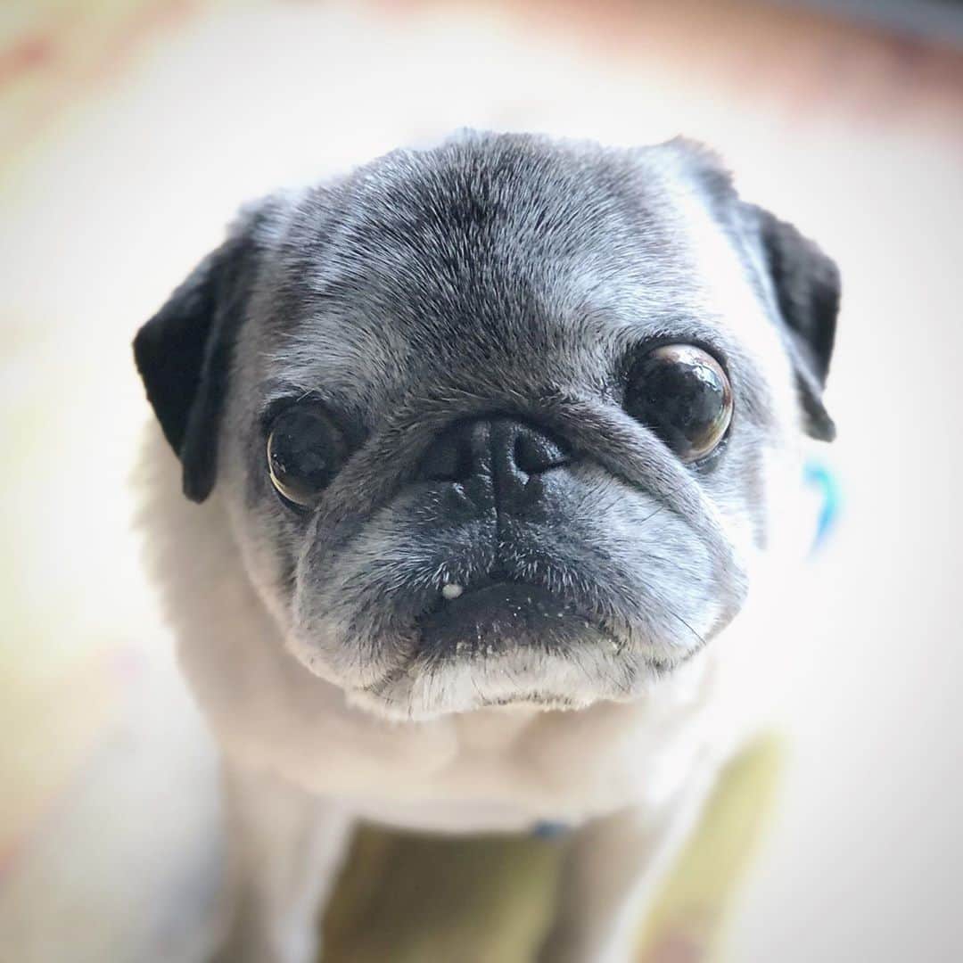 八兵衛のインスタグラム：「Hachibei🐶 * *  #ほぼ黒パグ #おじいちゃん犬 #pug #puggy #puglife #puglove #petstagram #pugstagram #pugsofinstagram #pugs #dog #ふわもこ部  @igersjp #IGersJP #east_dog_japan #pecoイヌ部 #八兵衛 #はちべえ #朝ワンコ夕ニャンコ」