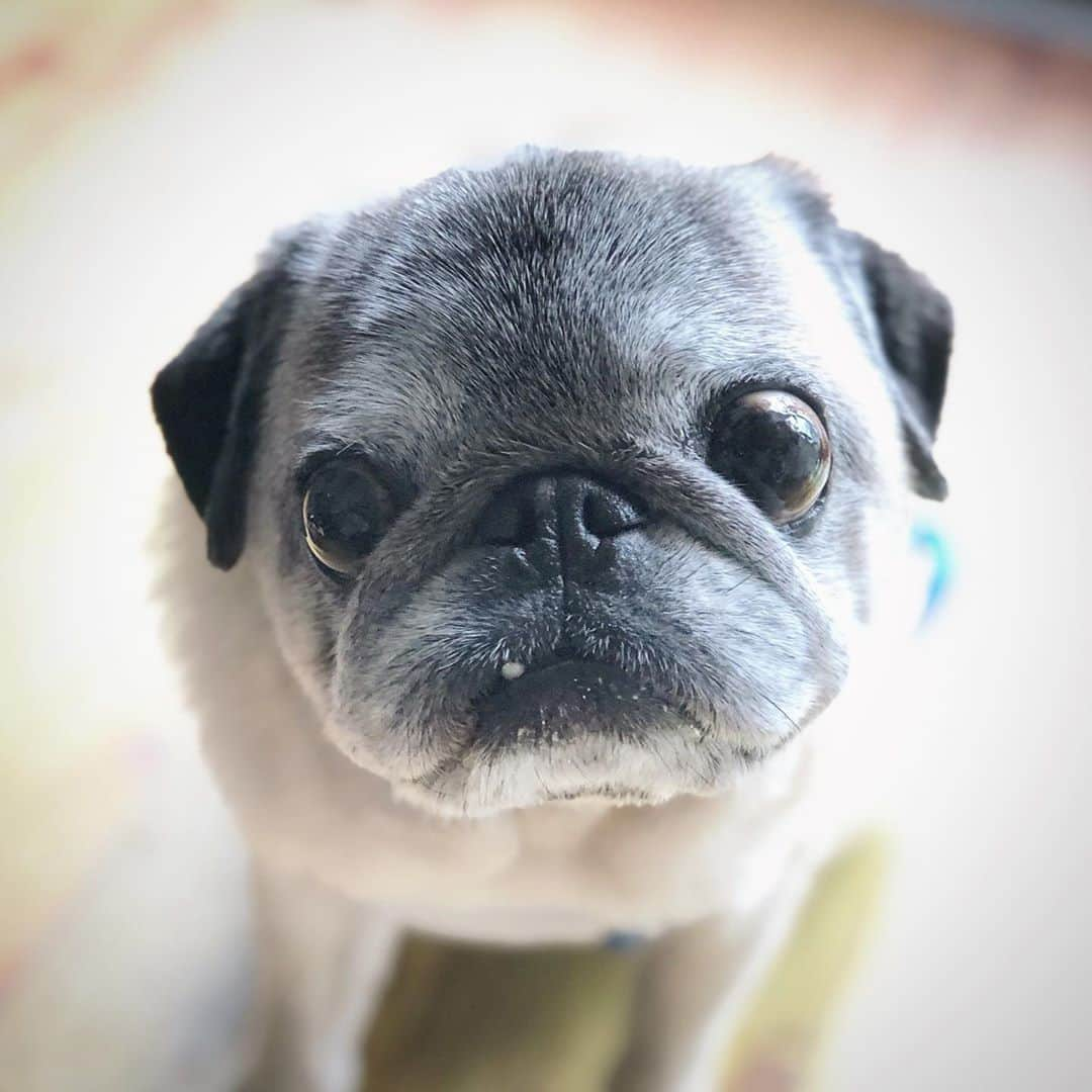 八兵衛さんのインスタグラム写真 - (八兵衛Instagram)「Hachibei🐶 * *  #ほぼ黒パグ #おじいちゃん犬 #pug #puggy #puglife #puglove #petstagram #pugstagram #pugsofinstagram #pugs #dog #ふわもこ部  @igersjp #IGersJP #east_dog_japan #pecoイヌ部 #八兵衛 #はちべえ #朝ワンコ夕ニャンコ」7月28日 16時02分 - huxxi