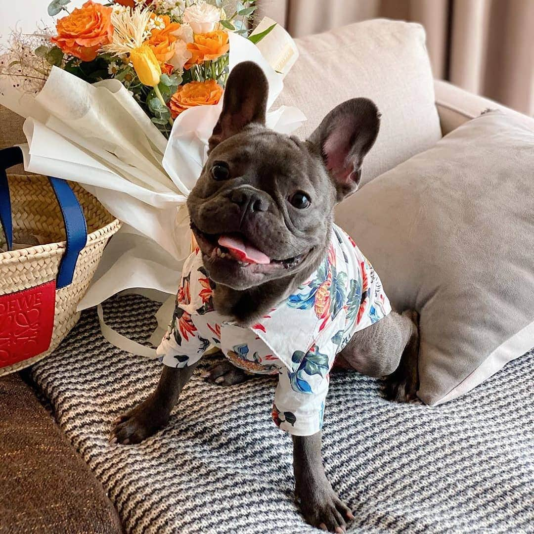 French Bulldogさんのインスタグラム写真 - (French BulldogInstagram)「I’m all set for the holidays in my @frenchie.world ® Hawaiian Shirts 🌺☀️🌊 @levi.frenchie . . . . . #frenchie #frenchies #französischebulldogge #frenchbulldog #frenchbulldogs #dog #dogsofinstagram #frenchies1 #bully #bulldog #bulldogfrances #フレンチブルドッグ #フレンチブルドッグ #フレブル #ワンコ #frenchiesgram #frenchbulldogsofinstagram #ilovemyfrenchie #batpig #buhi #squishyfacecrewbulldog」7月28日 16時06分 - frenchie.world