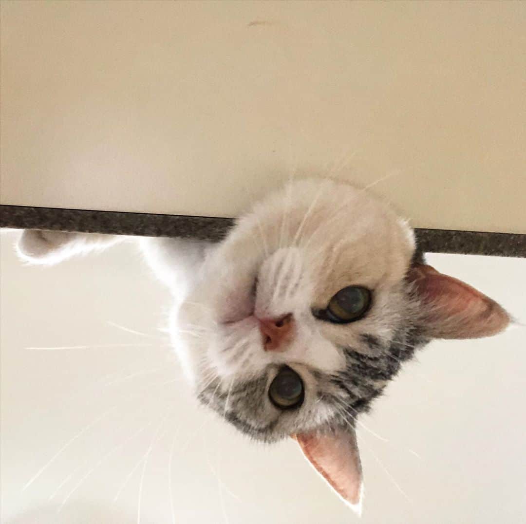 ホタテ＆クラム＆シラスのインスタグラム：「のぞきこみ #cat #neko #ScottishFold #猫 #ねこ #スコティッシュフォールド #catstagram #instagram #instagramjapan #ig_japan #igersjp」