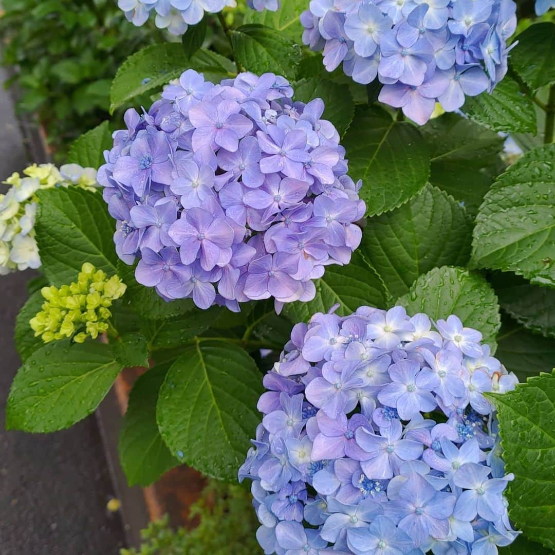 カプセルエージェンシーさんのインスタグラム写真 - (カプセルエージェンシーInstagram)「#CapsuleAgency is a company in #Shibuya Ward, #Tokyo, #Japan.  The #hydrangea was blooming near the office.  #カプセルエージェンシー は #日本 の #渋谷区 にある会社です🏢  日本は #雨 の日が続いています。 熱中症には気をつけましょう！  会社の近くに #紫陽花 が咲いていました❁⃘ #japanesecompany」7月28日 16時45分 - capsuleagency_official