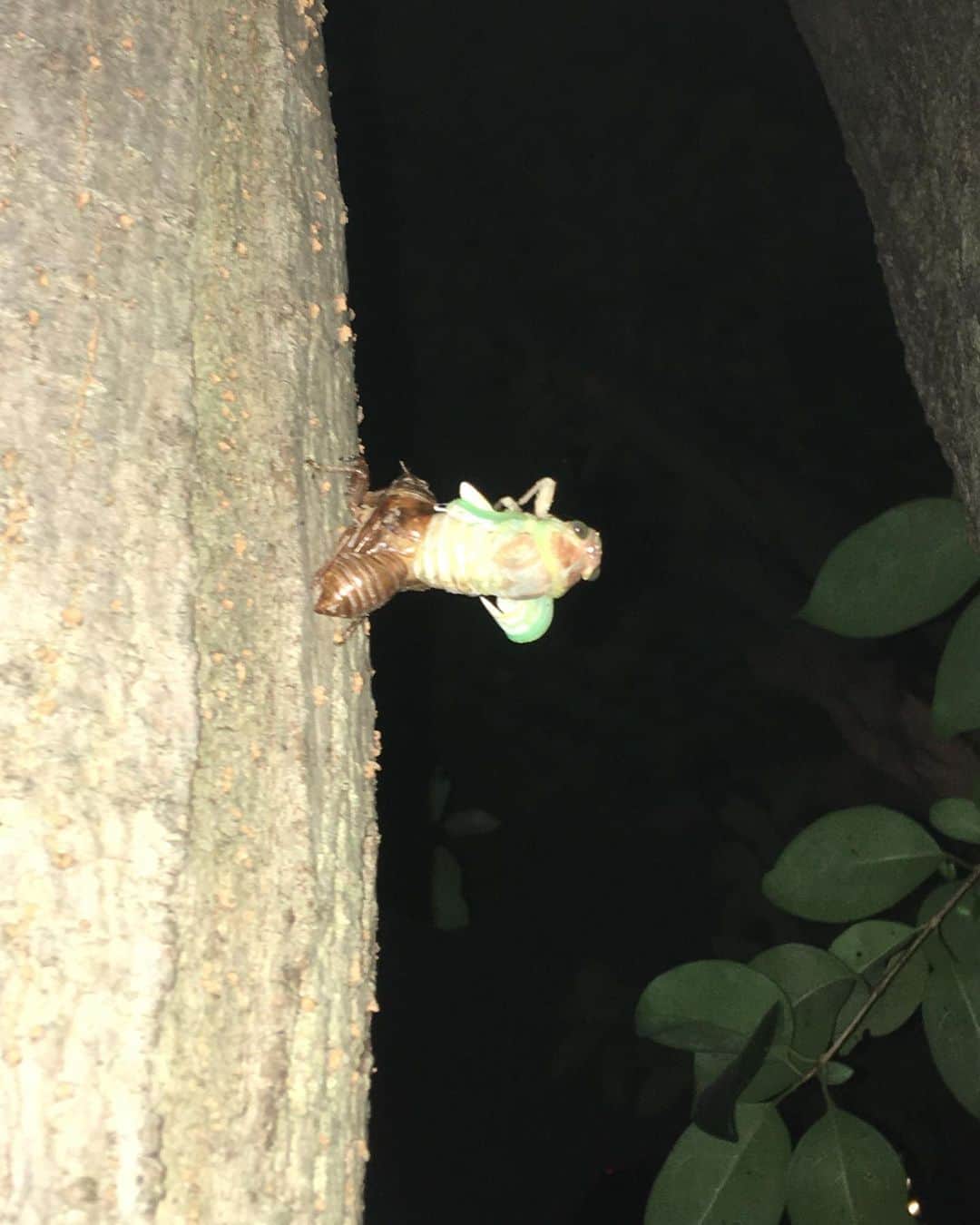 板尾創路のインスタグラム：「夕食後に娘と公園に 蝉の脱皮見に行ったら 運良く遭遇した❗️ 薄暗い夜がチャンスです😊」