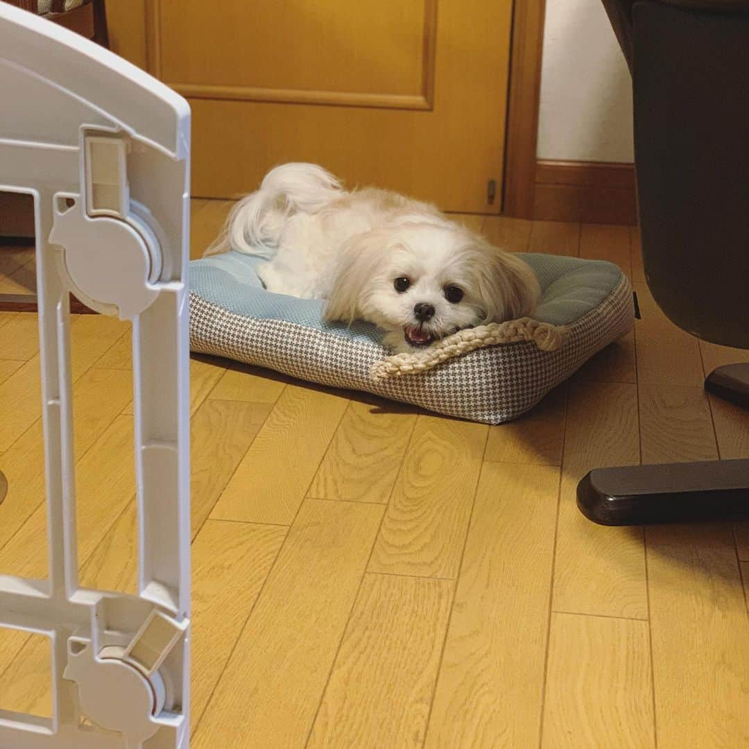 早乙女ゆみのさんのインスタグラム写真 - (早乙女ゆみのInstagram)「お久しぶりの投稿です🐶 #愛犬との暮らし  #愛犬のいる生活」7月28日 22時27分 - yumino1105