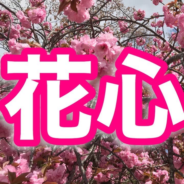 中野耕史さんのインスタグラム写真 - (中野耕史Instagram)「‪ただ平然と季節が巡ると咲く花の強い美しさ🌺‬  ‪人が見ていても見ていなくても我は咲く🌹‬  ‪YouTube新作UPしました🎥‬  ‪心を伝える日本語 #15 花心 https://youtu.be/uBERM0TL6Rg @YouTubeより‬」7月28日 17時00分 - nakanocozy