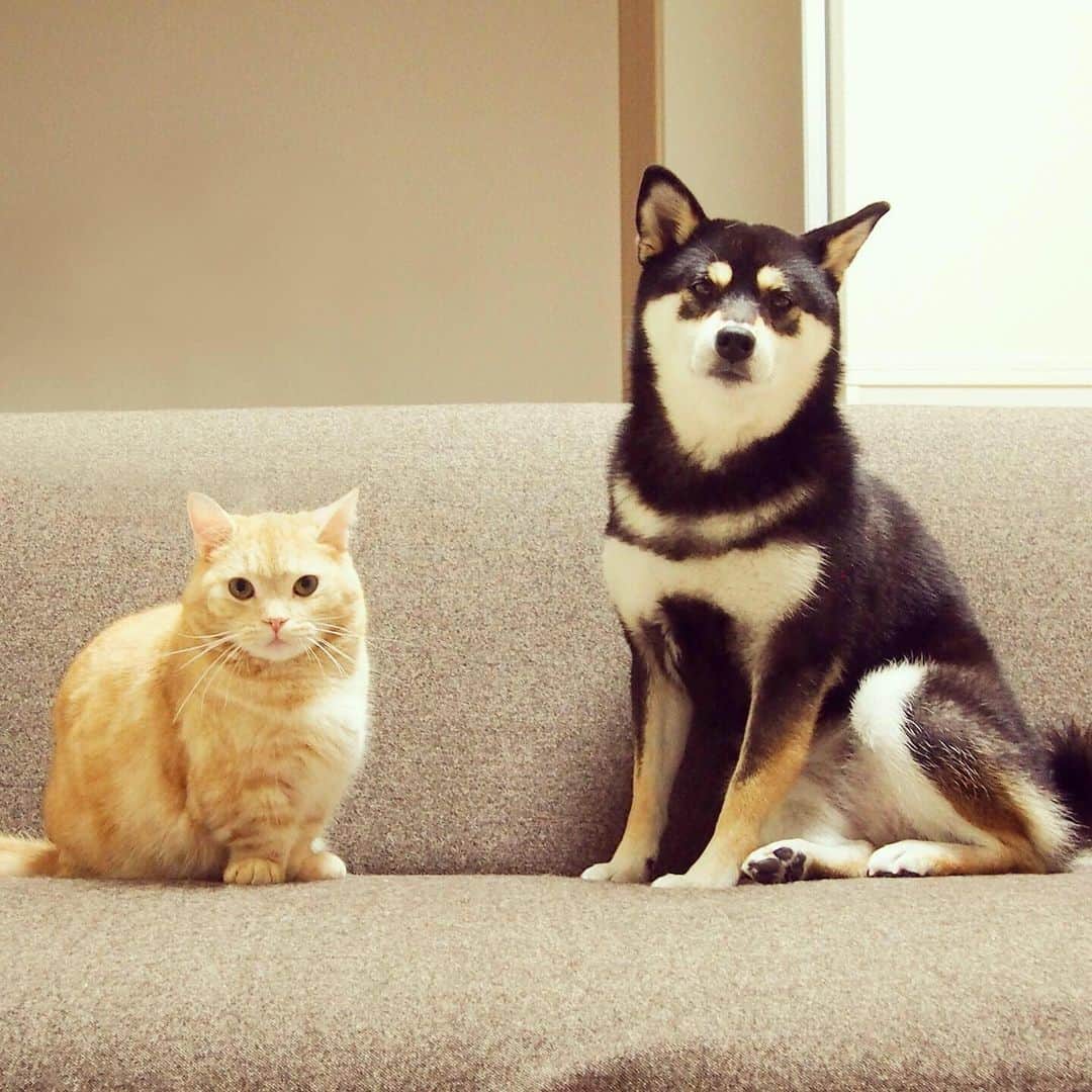 ぷーさんのインスタグラム写真 - (ぷーInstagram)「いつかのぷーちゃんと実家わんこ🐕🐈 . コロナで会えないけど、元気かなぁー🐕 . 過去の仲良し動画☟ #ぷーちゃんと実家わんこ . #基本ぷーちゃんから仕掛ける #ごろんごろん #仲良し #猫と犬 #黒柴 #柴犬大好き .」7月28日 17時18分 - pooh0403