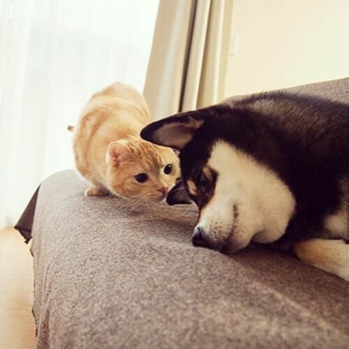ぷーさんのインスタグラム写真 - (ぷーInstagram)「いつかのぷーちゃんと実家わんこ🐕🐈 . コロナで会えないけど、元気かなぁー🐕 . 過去の仲良し動画☟ #ぷーちゃんと実家わんこ . #基本ぷーちゃんから仕掛ける #ごろんごろん #仲良し #猫と犬 #黒柴 #柴犬大好き .」7月28日 17時18分 - pooh0403