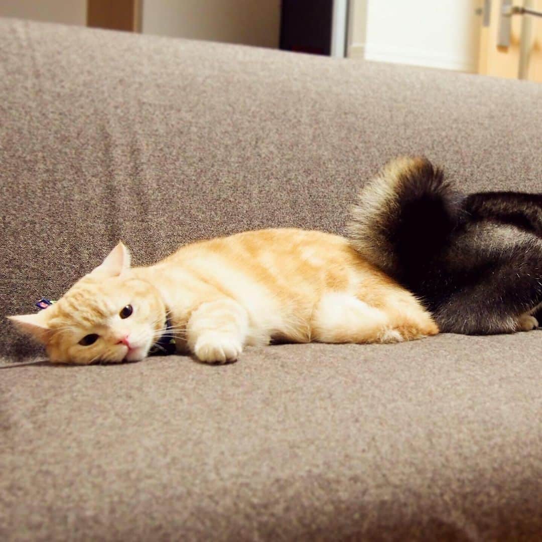 ぷーさんのインスタグラム写真 - (ぷーInstagram)「いつかのぷーちゃんと実家わんこ🐕🐈 . コロナで会えないけど、元気かなぁー🐕 . 過去の仲良し動画☟ #ぷーちゃんと実家わんこ . #基本ぷーちゃんから仕掛ける #ごろんごろん #仲良し #猫と犬 #黒柴 #柴犬大好き .」7月28日 17時18分 - pooh0403