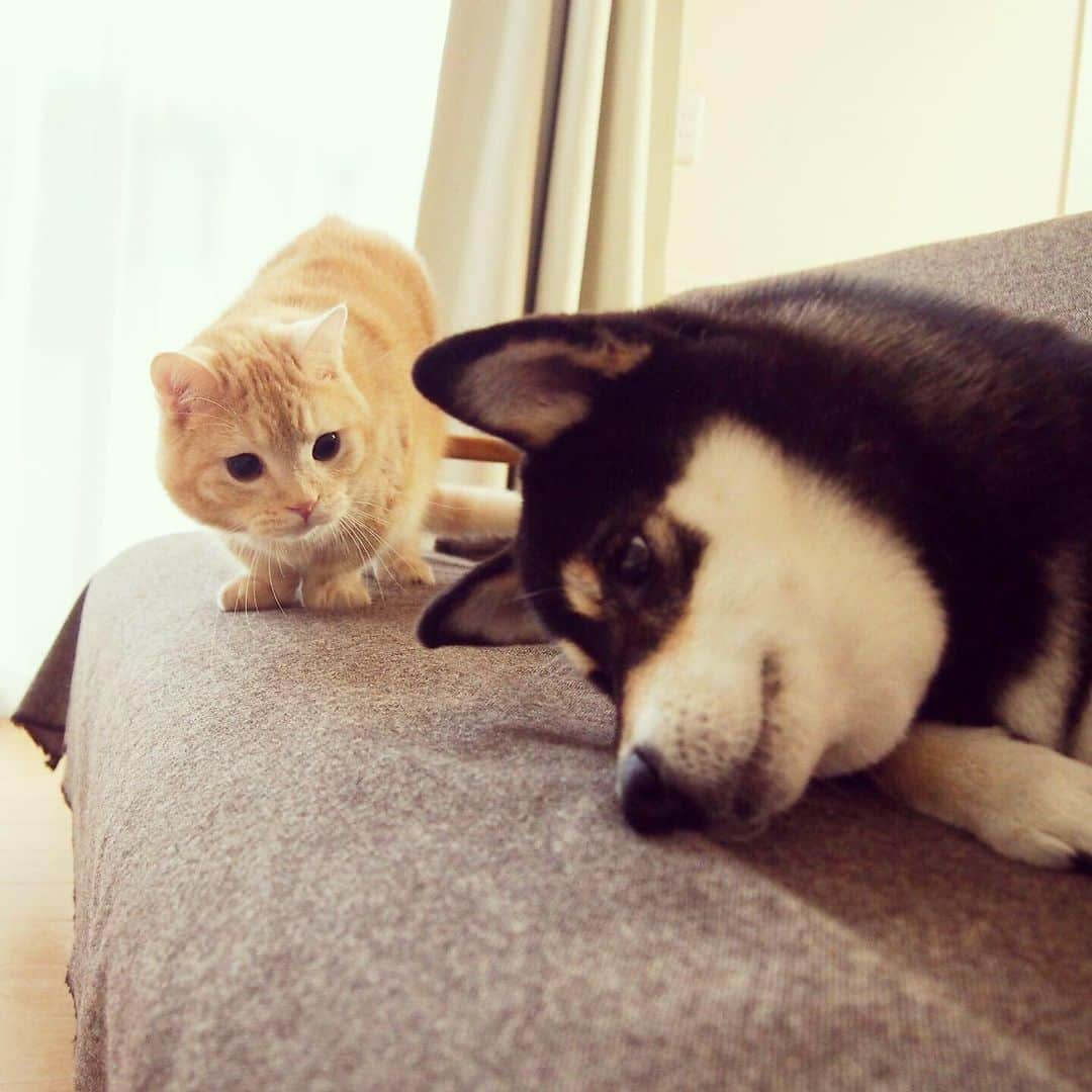 ぷーさんのインスタグラム写真 - (ぷーInstagram)「いつかのぷーちゃんと実家わんこ🐕🐈 . コロナで会えないけど、元気かなぁー🐕 . 過去の仲良し動画☟ #ぷーちゃんと実家わんこ . #基本ぷーちゃんから仕掛ける #ごろんごろん #仲良し #猫と犬 #黒柴 #柴犬大好き .」7月28日 17時18分 - pooh0403