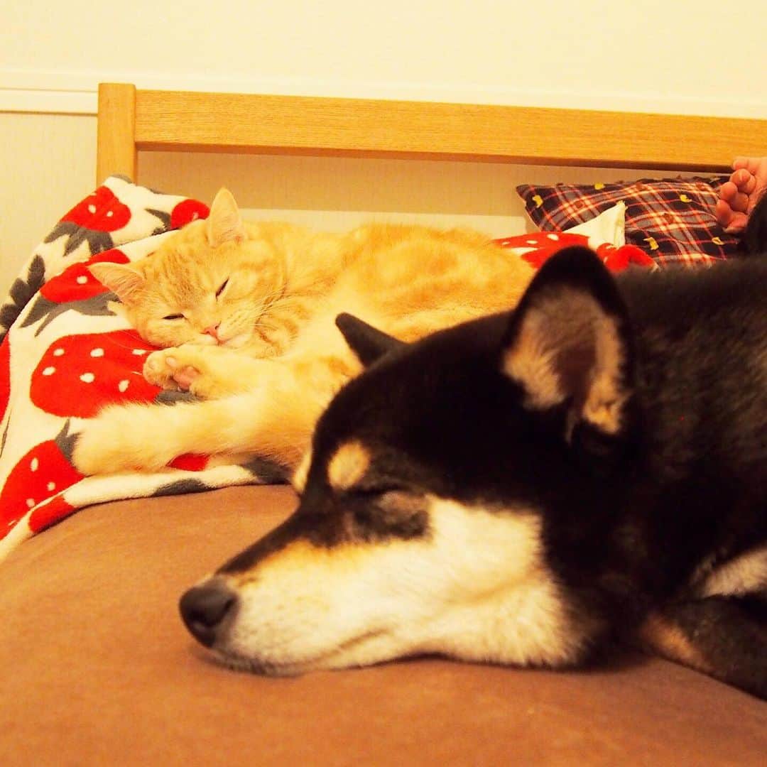 ぷーさんのインスタグラム写真 - (ぷーInstagram)「いつかのぷーちゃんと実家わんこ🐕🐈 . コロナで会えないけど、元気かなぁー🐕 . 過去の仲良し動画☟ #ぷーちゃんと実家わんこ . #基本ぷーちゃんから仕掛ける #ごろんごろん #仲良し #猫と犬 #黒柴 #柴犬大好き .」7月28日 17時18分 - pooh0403