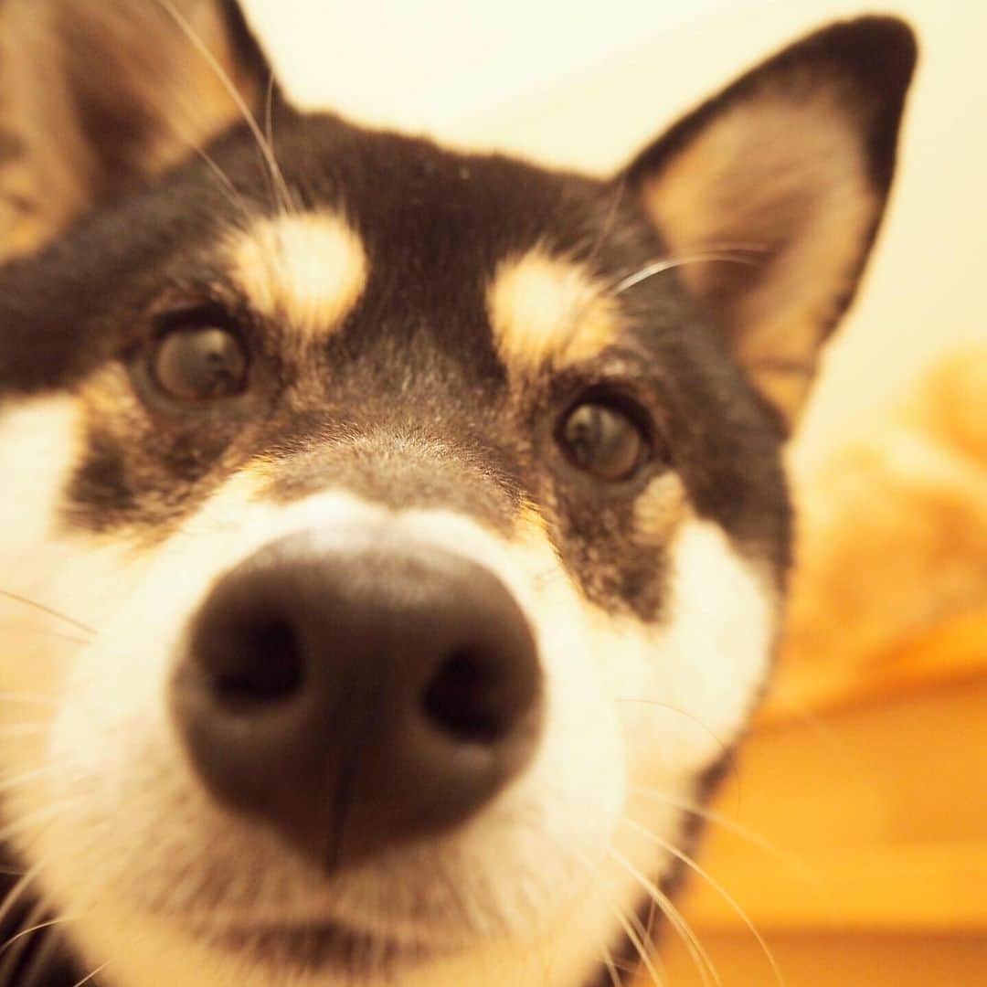 ぷーさんのインスタグラム写真 - (ぷーInstagram)「いつかのぷーちゃんと実家わんこ🐕🐈 . コロナで会えないけど、元気かなぁー🐕 . 過去の仲良し動画☟ #ぷーちゃんと実家わんこ . #基本ぷーちゃんから仕掛ける #ごろんごろん #仲良し #猫と犬 #黒柴 #柴犬大好き .」7月28日 17時18分 - pooh0403