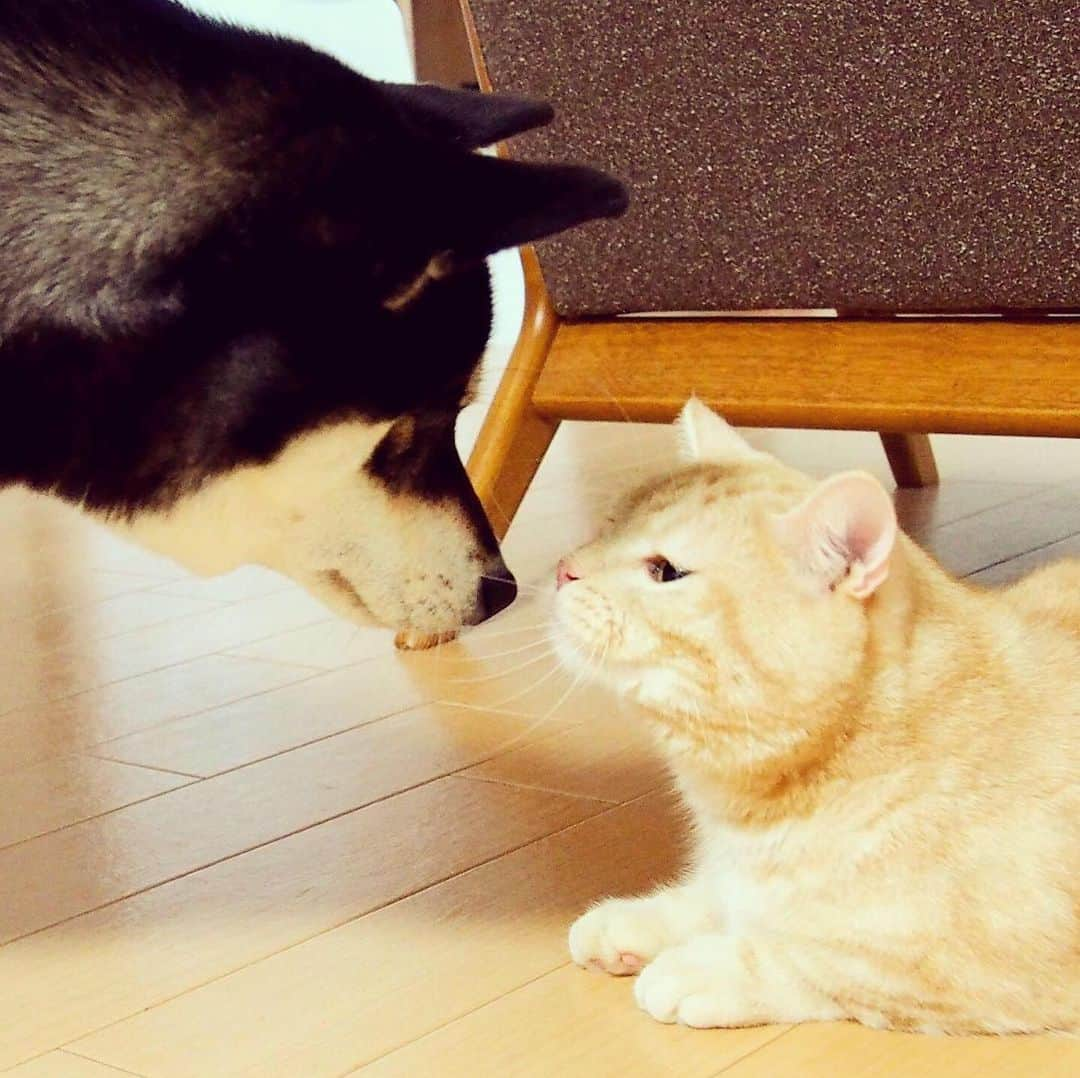 ぷーのインスタグラム：「いつかのぷーちゃんと実家わんこ🐕🐈 . コロナで会えないけど、元気かなぁー🐕 . 過去の仲良し動画☟ #ぷーちゃんと実家わんこ . #基本ぷーちゃんから仕掛ける #ごろんごろん #仲良し #猫と犬 #黒柴 #柴犬大好き .」