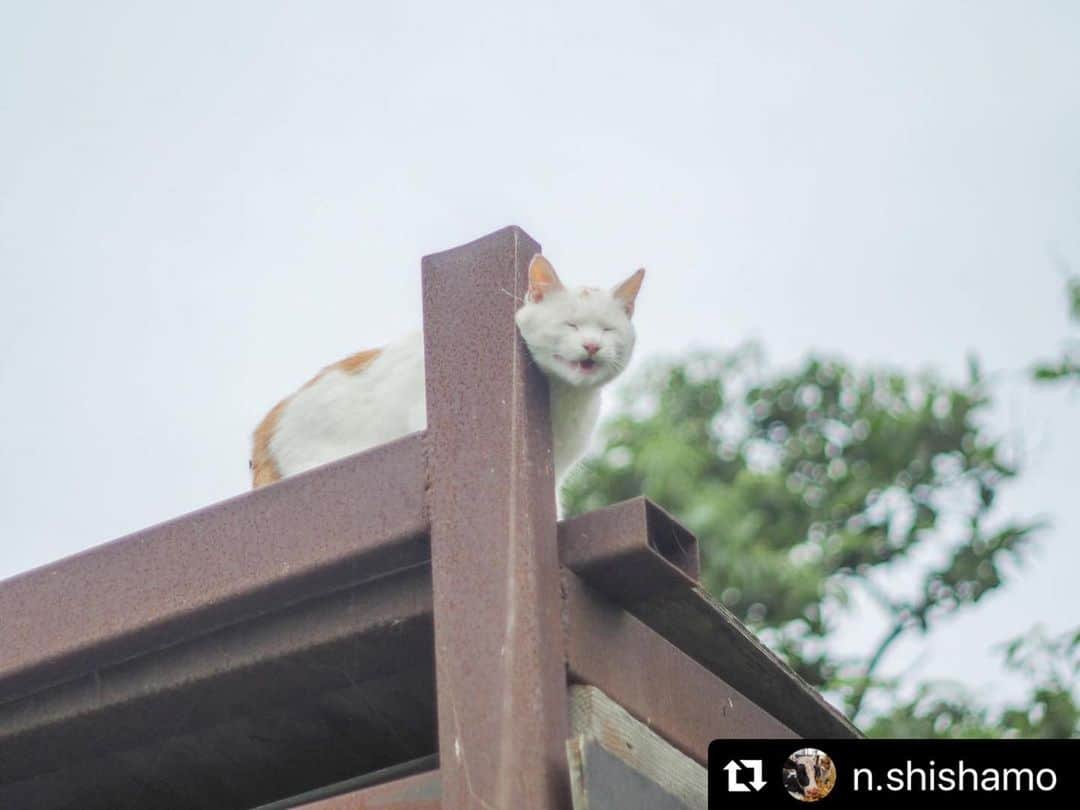 のインスタグラム：「【#ねこは人を笑顔にする】❣️ みんな❣️❣️笑って❣️ニカッ @n.shishamo さん、ありがとう🌎✨ #Repost @n.shishamo with @make_repost ・・・ にこっ🌼  大好きなデイジー  #デイジー #白茶猫 #ねこ #牛舎猫 #牧場猫 #酪農 #牧場 #可愛い #ねこは人を笑顔にする #猫びより #ねこのきもち #ねこすきさんと繋がりたい #オールドレンズ #オールドレンズに恋をした #何気ない瞬間を残したい #何気ない瞬間を残したい #cat #barncat #cute #kawaii #mylife #farm #goodday #kalm #oldlens #oldlens_tokyo #olympus」
