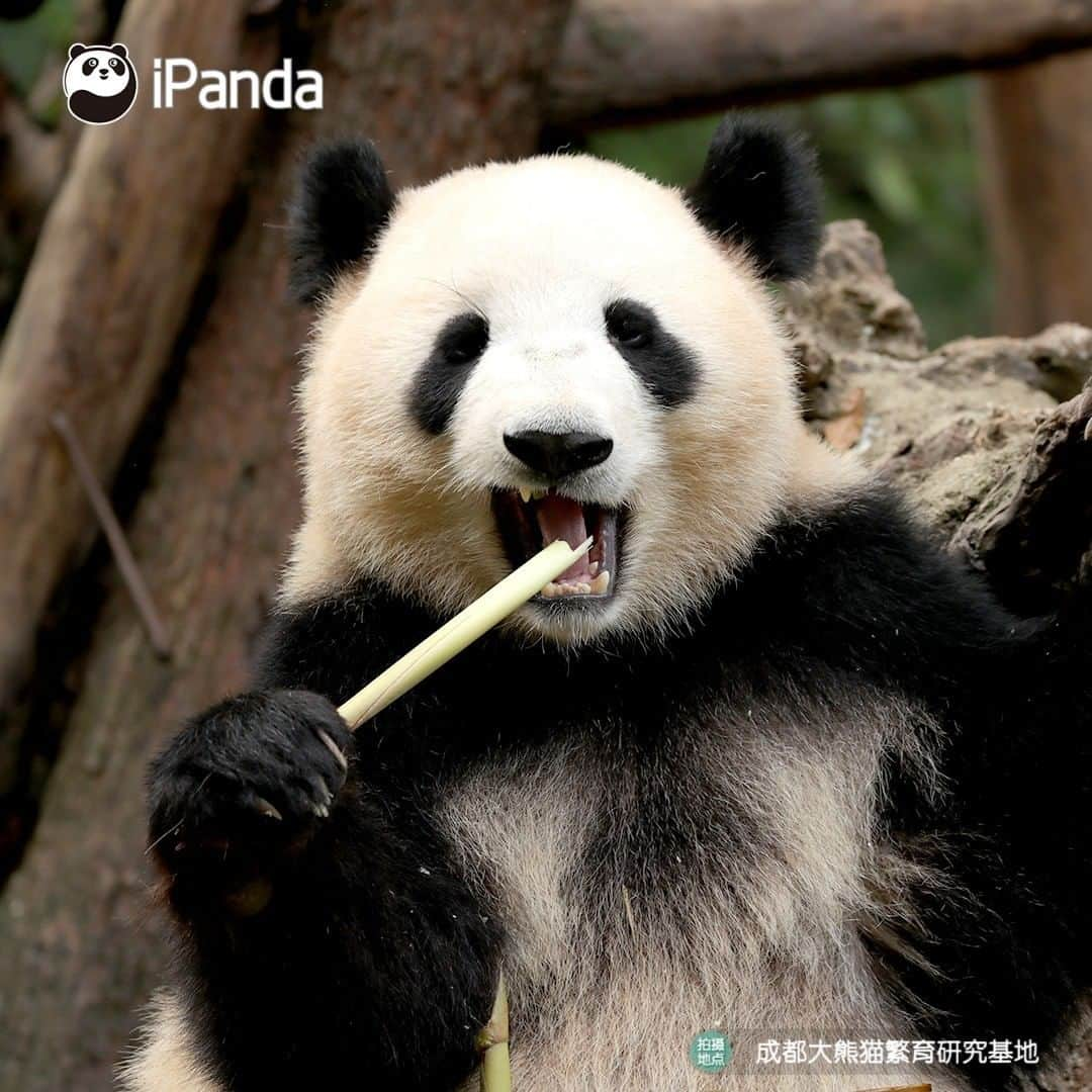 iPandaさんのインスタグラム写真 - (iPandaInstagram)「Why are these bamboo shoot so tasty? A good stomach is the best sauce. 🐼 🐾 🐼 #panda #ipanda #animal #pet #adorable #China #travel #pandababy #cute #photooftheday #Sichuan #cutepanda #animalphotography #cuteness #cutenessoverload」7月28日 17時30分 - ipandachannel