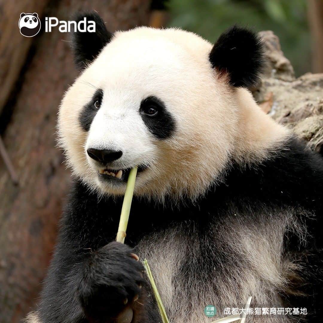 iPandaさんのインスタグラム写真 - (iPandaInstagram)「Why are these bamboo shoot so tasty? A good stomach is the best sauce. 🐼 🐾 🐼 #panda #ipanda #animal #pet #adorable #China #travel #pandababy #cute #photooftheday #Sichuan #cutepanda #animalphotography #cuteness #cutenessoverload」7月28日 17時30分 - ipandachannel