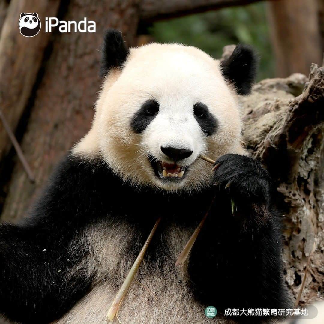 iPandaさんのインスタグラム写真 - (iPandaInstagram)「Why are these bamboo shoot so tasty? A good stomach is the best sauce. 🐼 🐾 🐼 #panda #ipanda #animal #pet #adorable #China #travel #pandababy #cute #photooftheday #Sichuan #cutepanda #animalphotography #cuteness #cutenessoverload」7月28日 17時30分 - ipandachannel