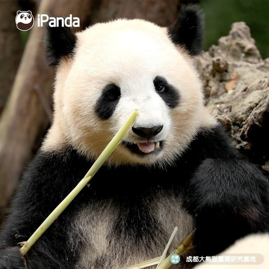 iPandaさんのインスタグラム写真 - (iPandaInstagram)「Why are these bamboo shoot so tasty? A good stomach is the best sauce. 🐼 🐾 🐼 #panda #ipanda #animal #pet #adorable #China #travel #pandababy #cute #photooftheday #Sichuan #cutepanda #animalphotography #cuteness #cutenessoverload」7月28日 17時30分 - ipandachannel