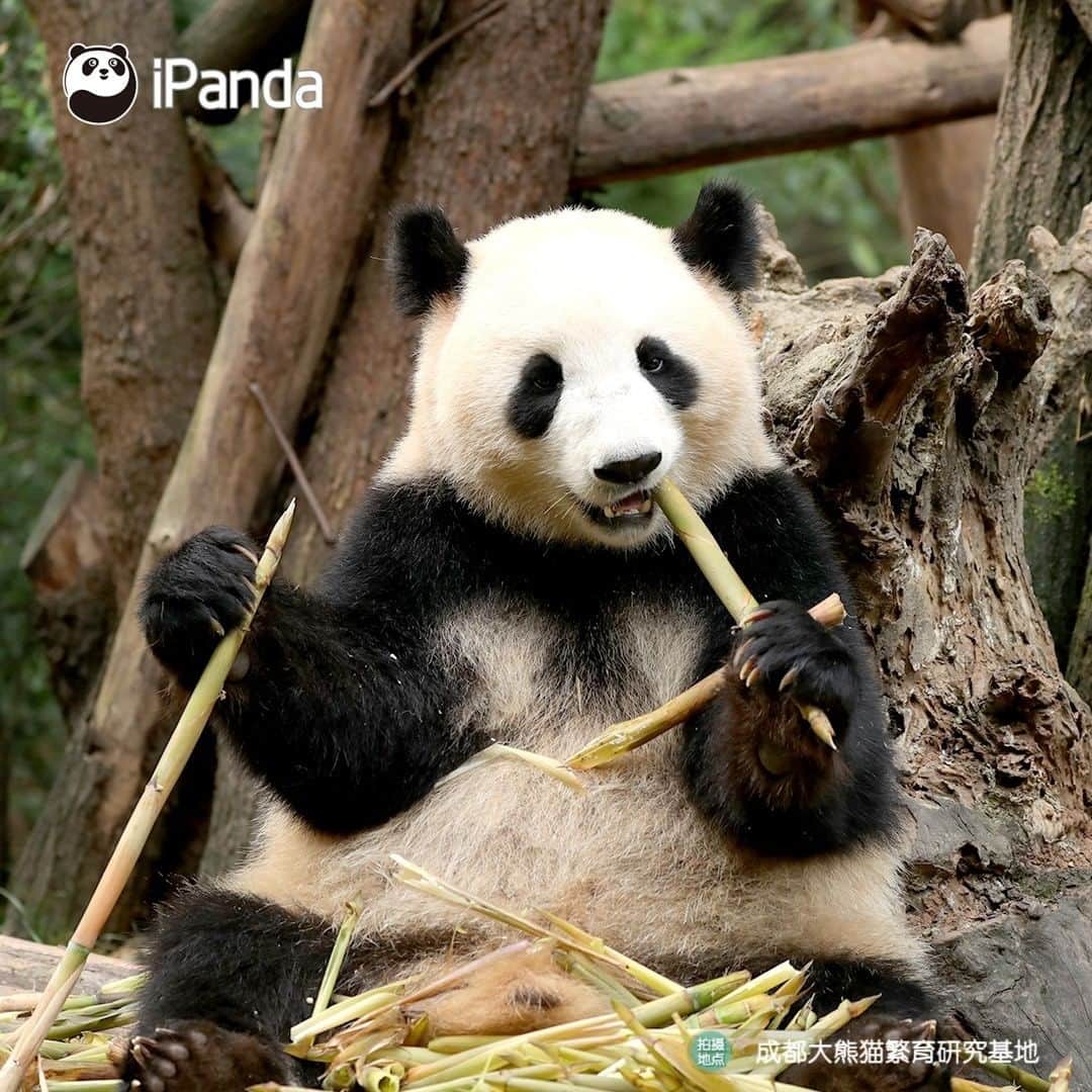 iPandaのインスタグラム