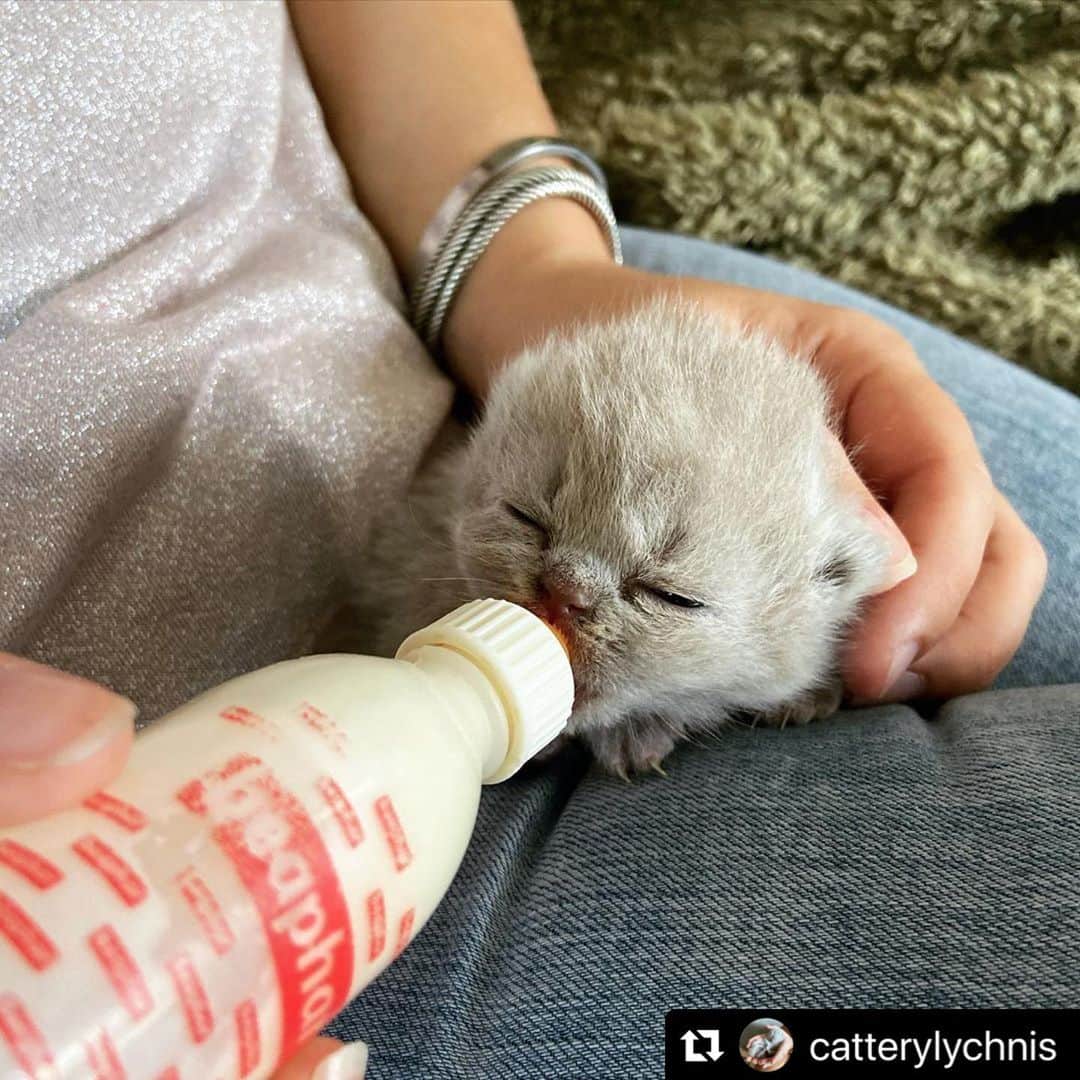 のインスタグラム：「この子の成長を見守りたいっ…‼️たっぷりミルク飲んで、大きくなるんだよ〜🍼😸❤️ @catterylychnis さんのお写真より📸🙏💕 #Repost @catterylychnis with @make_repost ・・・ Look at here enjoy here meal, so cute 😻😻 They are growing so fast and already so big 🙀 Before we know it they will run around the house 😻 - - #teamfluff  - - #katten #kittens #cattery #britsekorthaarkitten #britsekorthaarkittens #britsekorthaar #britskorthaar #britskorthaarkitten #love #cute #cat #cats #catsofinstagram #cats_of_instagram #choco #mom #baby #grey #newborn #like4likes #britishshorthair #britishshorthairkitten #britishshorthairworld #photooftheday #instagood #9gagcute #meowed」