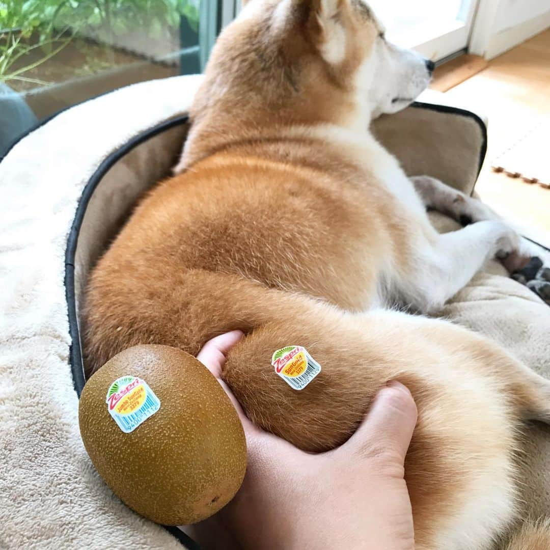 柴犬リリコさんのインスタグラム写真 - (柴犬リリコInstagram)「好きなことを楽しみながら〜🎶🐶🥝💕最近ずっとこの歌が頭の中でループしている母さんです💁🏻 #キウイブラザーズの気持ちがよくわかる #ヘルシーは楽しもう  #ゼスプリ #zespri  #キウイ柴 ①②は本日のリリコさん🥝 ③④は3年前にバズったリリコさん🥝 3年前より色が薄くなってる？🤔」7月28日 18時09分 - ke_rock_