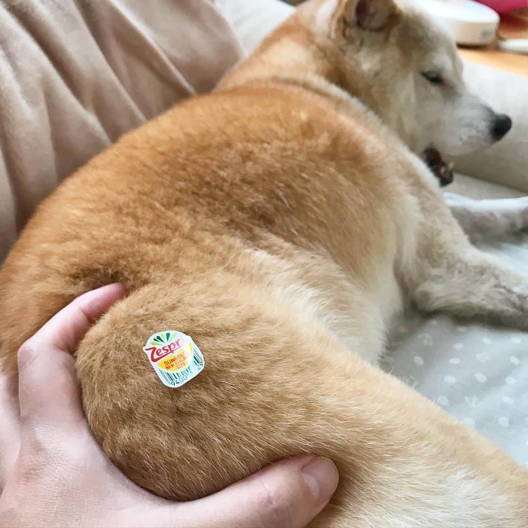 のインスタグラム：「好きなことを楽しみながら〜🎶🐶🥝💕最近ずっとこの歌が頭の中でループしている母さんです💁🏻 #キウイブラザーズの気持ちがよくわかる #ヘルシーは楽しもう  #ゼスプリ #zespri  #キウイ柴 ①②は本日のリリコさん🥝 ③④は3年前にバズったリリコさん🥝 3年前より色が薄くなってる？🤔」
