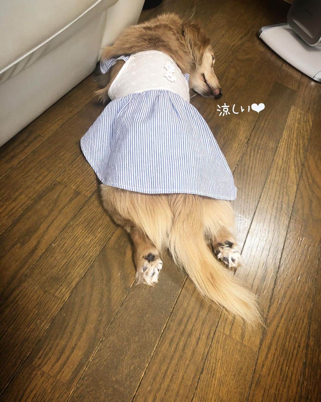のインスタグラム：「暑い時は床が気持ちいいよねぇー❤️ #ひんやりフローリング #あえて板の間 #涼を求めて 🐶 #クールダウン🎐  #あしみじ会  #肉球いじり 🐾 #短足萌 💕  #Mダックス#ダックス#ミニチュアダックス #親父犬#シニア犬#ミニチュアダックスフンド #ミニチュアダックスクリーム#短足部 #短足犬#カニンヘンダックス #ダックス14歳#カニンヘンダックスフンド#犬は家族#犬のいる生活#インスタでわんこみるのが日課 ♡♡」