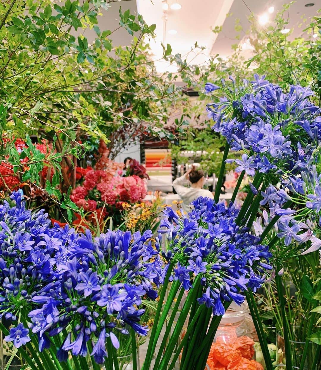 広瀬未花さんのインスタグラム写真 - (広瀬未花Instagram)「最近は、植物やお花を買いにいくことが増えました⭐️  お花業界でもコロナの影響で 生産者さんが大切に育てあげた花々が行き場をなくしているフラワーロスの問題が深刻化していることを知り、 支援の気持ちも込めて積極的にお花やグリーンを飾るようにしている今日この頃です🌴🌱🌻  何よりも、癒されますしね✨ おうちの中にグリーンがあると、本当に心が和みますね🌱❤️  中でも最近のお気に入りは ミディファレノ。  小さな胡蝶蘭で、とっても可愛いし お部屋の中でも育てやすいの♪♪  一番小さなピンクのミディと、ユニークな斑入り模様のものを迎え入れたのですが、本当に華やかでお気に入り✨  日本で真っ白な胡蝶蘭といえば、開店祝いにズラリと並ぶ胡蝶蘭がまず頭に浮かびますが、、、  両親の結婚式の写真を見せてもらった時に、和装姿の母の手に保つブーケとヘッドコサージュが純白な胡蝶蘭で、若かりし頃の可愛かった母というイメージがずっとあるんですよね👰 今はすっかり歳をとってしまったけれど(笑)  やはり胡蝶蘭は華やかで気品があって綺麗ですね😊❤️  2.3ヶ月程度は保つそうなので、根腐れしないように水あげをしながら大切に育てたいと思います🌱  #緑に癒される日々 #green #flower」7月28日 18時28分 - micahirose
