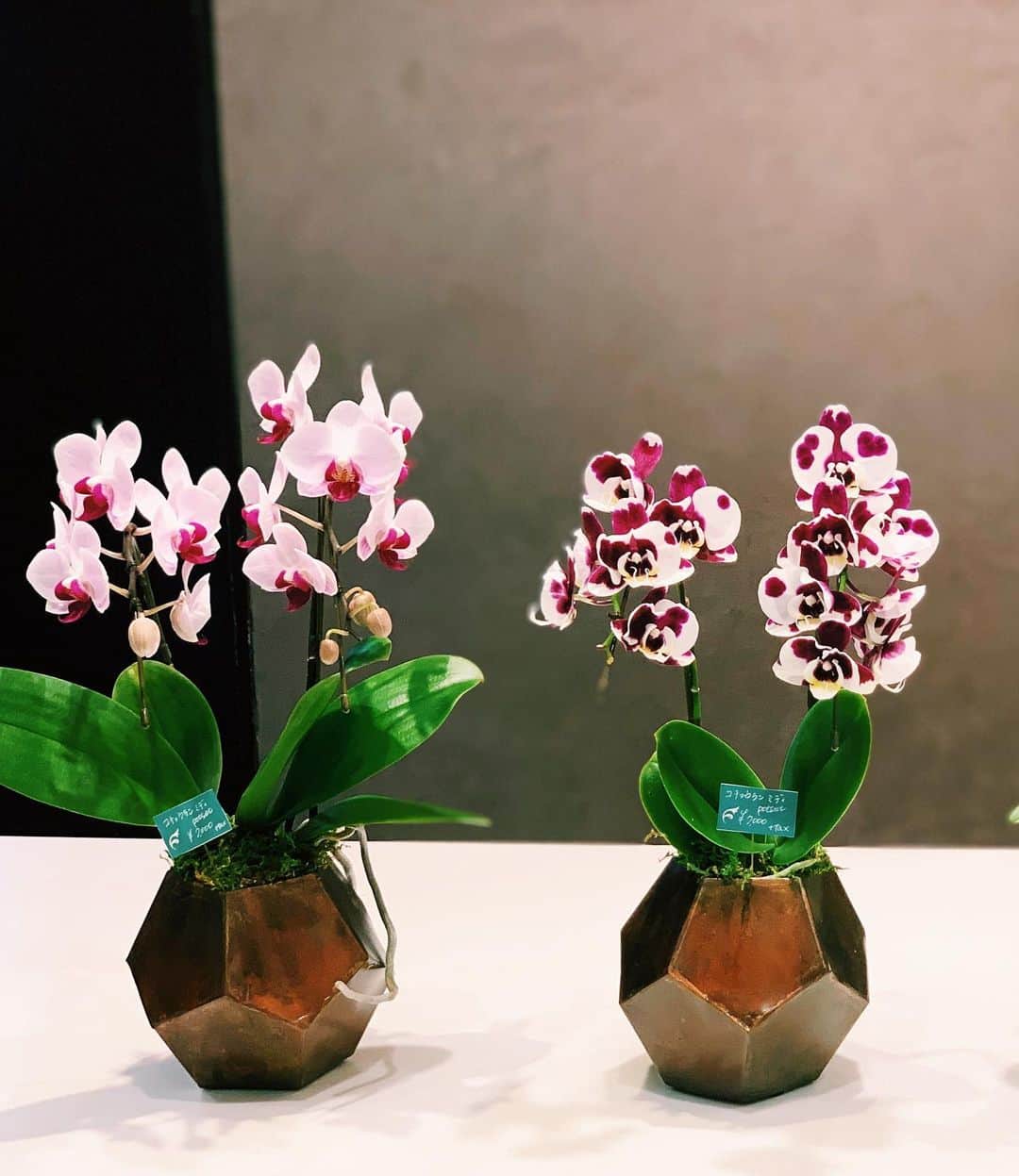 広瀬未花さんのインスタグラム写真 - (広瀬未花Instagram)「最近は、植物やお花を買いにいくことが増えました⭐️  お花業界でもコロナの影響で 生産者さんが大切に育てあげた花々が行き場をなくしているフラワーロスの問題が深刻化していることを知り、 支援の気持ちも込めて積極的にお花やグリーンを飾るようにしている今日この頃です🌴🌱🌻  何よりも、癒されますしね✨ おうちの中にグリーンがあると、本当に心が和みますね🌱❤️  中でも最近のお気に入りは ミディファレノ。  小さな胡蝶蘭で、とっても可愛いし お部屋の中でも育てやすいの♪♪  一番小さなピンクのミディと、ユニークな斑入り模様のものを迎え入れたのですが、本当に華やかでお気に入り✨  日本で真っ白な胡蝶蘭といえば、開店祝いにズラリと並ぶ胡蝶蘭がまず頭に浮かびますが、、、  両親の結婚式の写真を見せてもらった時に、和装姿の母の手に保つブーケとヘッドコサージュが純白な胡蝶蘭で、若かりし頃の可愛かった母というイメージがずっとあるんですよね👰 今はすっかり歳をとってしまったけれど(笑)  やはり胡蝶蘭は華やかで気品があって綺麗ですね😊❤️  2.3ヶ月程度は保つそうなので、根腐れしないように水あげをしながら大切に育てたいと思います🌱  #緑に癒される日々 #green #flower」7月28日 18時28分 - micahirose
