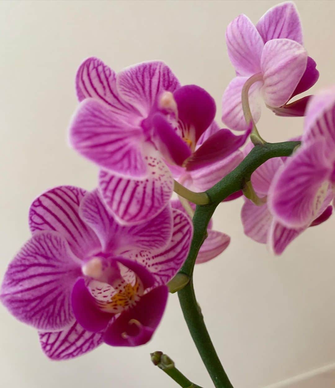広瀬未花さんのインスタグラム写真 - (広瀬未花Instagram)「最近は、植物やお花を買いにいくことが増えました⭐️  お花業界でもコロナの影響で 生産者さんが大切に育てあげた花々が行き場をなくしているフラワーロスの問題が深刻化していることを知り、 支援の気持ちも込めて積極的にお花やグリーンを飾るようにしている今日この頃です🌴🌱🌻  何よりも、癒されますしね✨ おうちの中にグリーンがあると、本当に心が和みますね🌱❤️  中でも最近のお気に入りは ミディファレノ。  小さな胡蝶蘭で、とっても可愛いし お部屋の中でも育てやすいの♪♪  一番小さなピンクのミディと、ユニークな斑入り模様のものを迎え入れたのですが、本当に華やかでお気に入り✨  日本で真っ白な胡蝶蘭といえば、開店祝いにズラリと並ぶ胡蝶蘭がまず頭に浮かびますが、、、  両親の結婚式の写真を見せてもらった時に、和装姿の母の手に保つブーケとヘッドコサージュが純白な胡蝶蘭で、若かりし頃の可愛かった母というイメージがずっとあるんですよね👰 今はすっかり歳をとってしまったけれど(笑)  やはり胡蝶蘭は華やかで気品があって綺麗ですね😊❤️  2.3ヶ月程度は保つそうなので、根腐れしないように水あげをしながら大切に育てたいと思います🌱  #緑に癒される日々 #green #flower」7月28日 18時28分 - micahirose