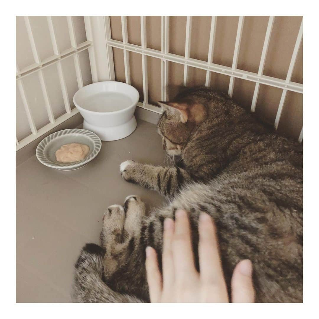 こむぎさんのインスタグラム写真 - (こむぎInstagram)「* 岐阜多頭崩壊現場の猫たち 今日はちゃちゃの抜歯手術でした💦 報告を色々投稿しようと思いつつ時間がなくてストーリーに載せておりました🙇🏻 酷い口内炎により犬歯より後ろの臼歯の全抜歯です。 通常1日入院のところ、大学病院での手術なので日帰りです。 昨年の12月の夢ちゃんの手術からスタートして、これまでに抜歯手術を行った子は10匹、歯石取りが4匹。 なんとかパウチをしっかり食べてくれていたちゃちゃが最後になってしまいましたが、ようやくこれで抜歯手術は最後だと思います💦 最後まで頑張って待っててくれたちゃちゃ。 えらいね😭ごめんね😭 これでお口が痛いのも良くなるからね😭 背中を向けてしばらく固まってましたが、撫でられるのが好きなちゃちゃなので背中をポンポンしていたら横になってくれました😢 麻酔が切れてきたのか口周りがぐちゃっとしてきましたが、今日は保護部屋でずっと見守ります😭 皆様応援いつもありがとうございます💦 ちゃちゃあと少し！回復に向かうのみだよー！ 今晩が1番つらいと思うけど頑張って😭😭😭 #岐阜多頭崩壊レスキュー」7月28日 19時04分 - tomochunba