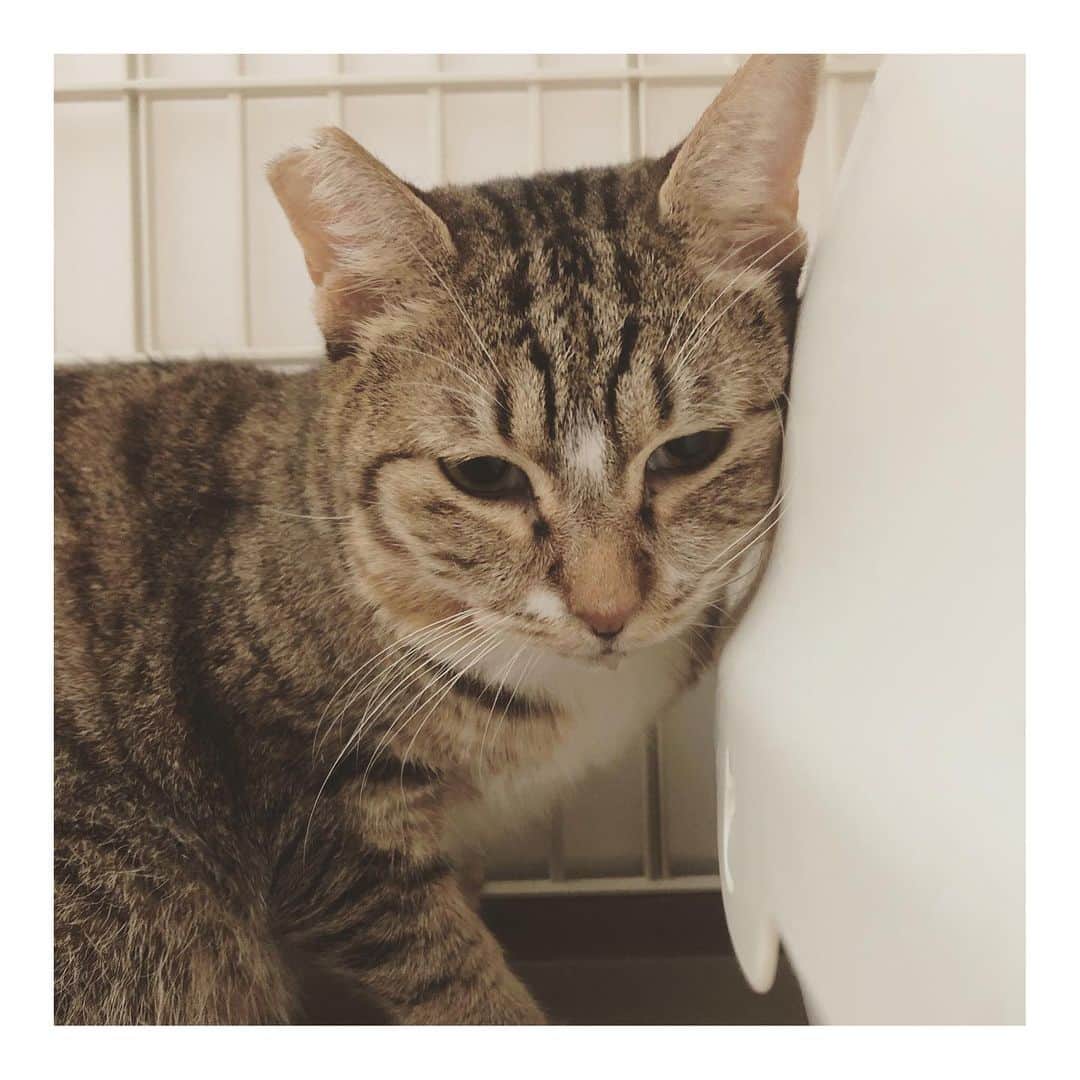 こむぎのインスタグラム：「* 岐阜多頭崩壊現場の猫たち 今日はちゃちゃの抜歯手術でした💦 報告を色々投稿しようと思いつつ時間がなくてストーリーに載せておりました🙇🏻 酷い口内炎により犬歯より後ろの臼歯の全抜歯です。 通常1日入院のところ、大学病院での手術なので日帰りです。 昨年の12月の夢ちゃんの手術からスタートして、これまでに抜歯手術を行った子は10匹、歯石取りが4匹。 なんとかパウチをしっかり食べてくれていたちゃちゃが最後になってしまいましたが、ようやくこれで抜歯手術は最後だと思います💦 最後まで頑張って待っててくれたちゃちゃ。 えらいね😭ごめんね😭 これでお口が痛いのも良くなるからね😭 背中を向けてしばらく固まってましたが、撫でられるのが好きなちゃちゃなので背中をポンポンしていたら横になってくれました😢 麻酔が切れてきたのか口周りがぐちゃっとしてきましたが、今日は保護部屋でずっと見守ります😭 皆様応援いつもありがとうございます💦 ちゃちゃあと少し！回復に向かうのみだよー！ 今晩が1番つらいと思うけど頑張って😭😭😭 #岐阜多頭崩壊レスキュー」
